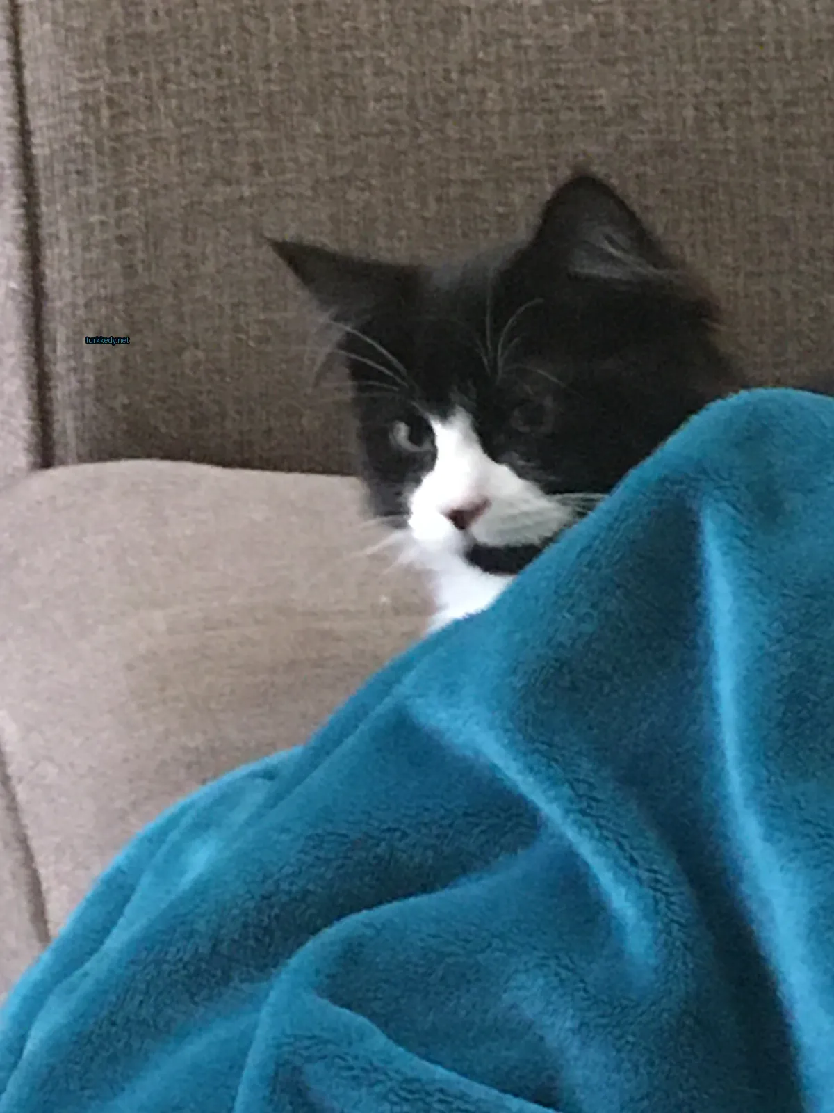 Beyaz burun ve kaşları olan bir siyah beyaz kedi bir sofa üzerinde oturuyor.