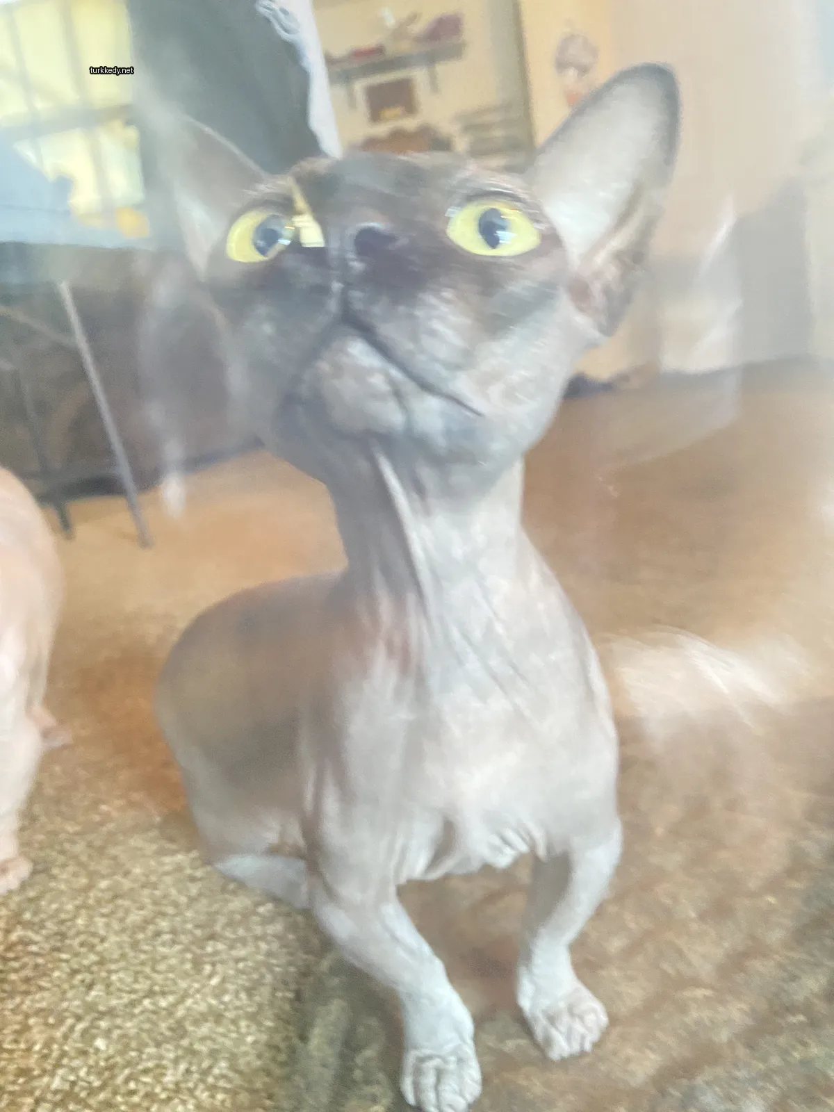 Siyah ve beyaz bir püskürtüye sahip sarı gözleri olan bir kedi zemine oturuyor.