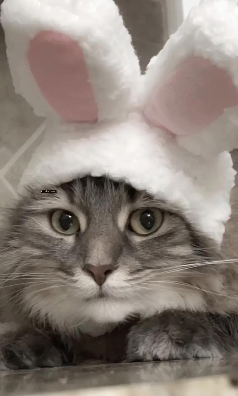 Gri ve beyaz bir kedi, tavşan şapkasıyla.
