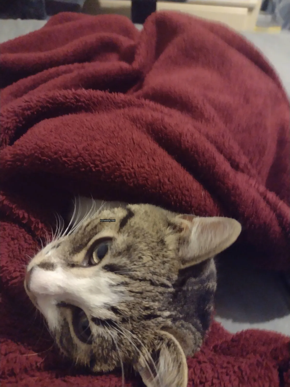 Beyaz ve kahverengi bir kedi yatakta bir battaniyeye sarılı ve uzanmış hâlde.