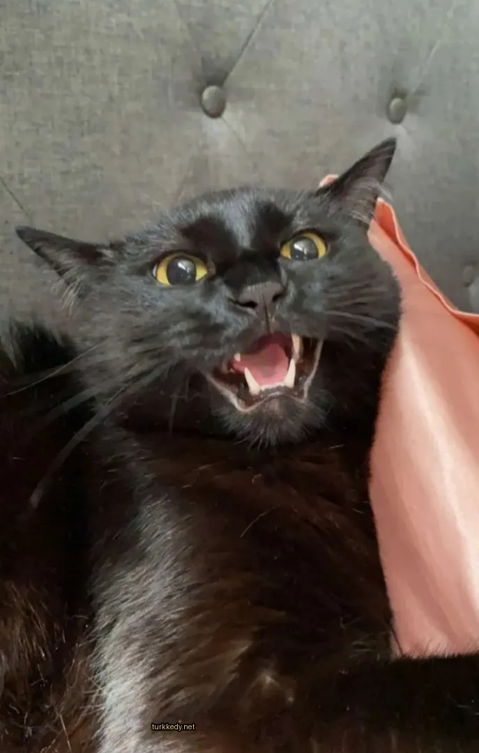 Siyah bir kedi, sarı gözleri ve pembe burunüyle bir sofa üzerinde yatıyor.