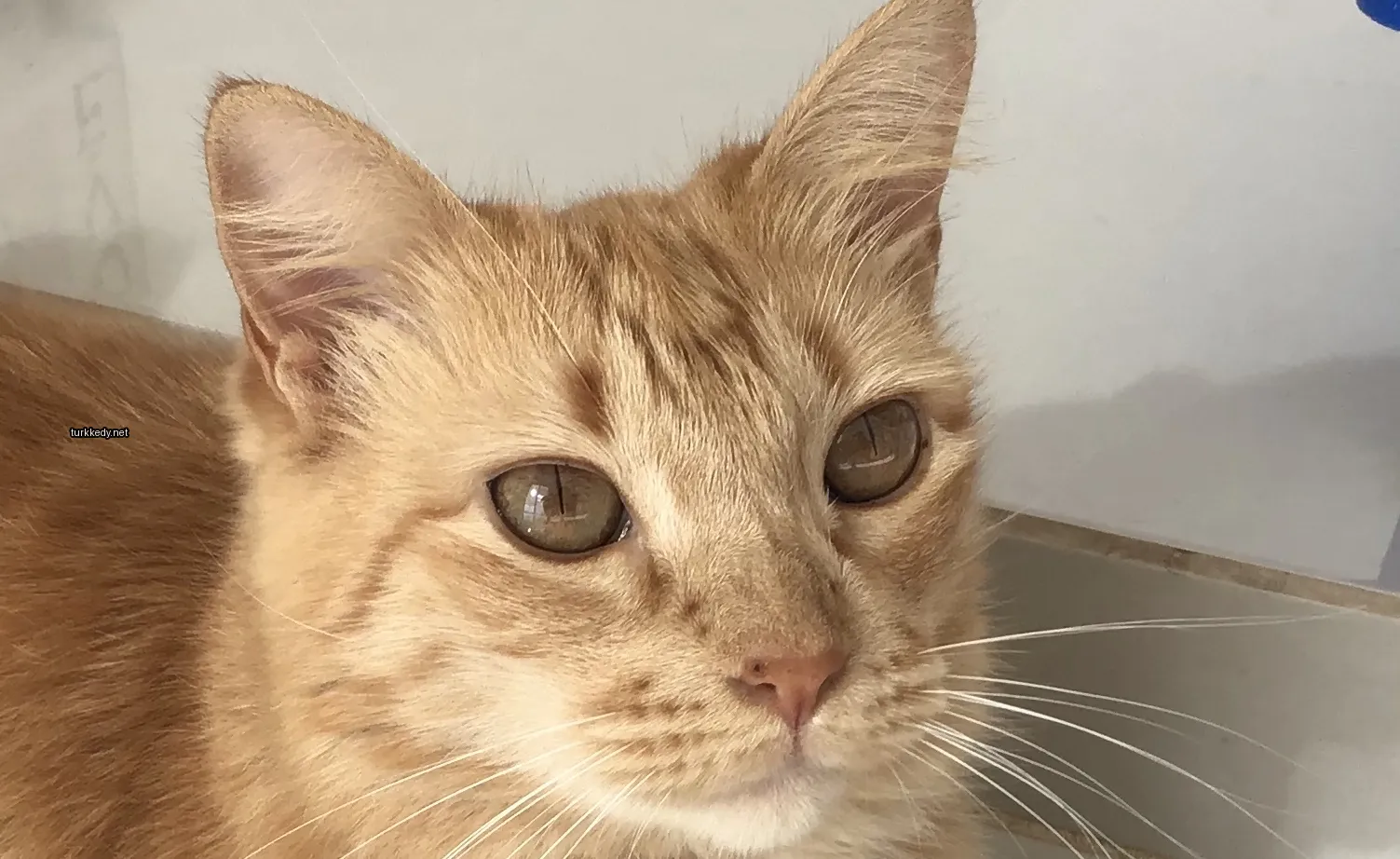 Koyu kahverengi ve beyaz bir kedi, beyaz burun ve kaşları var.