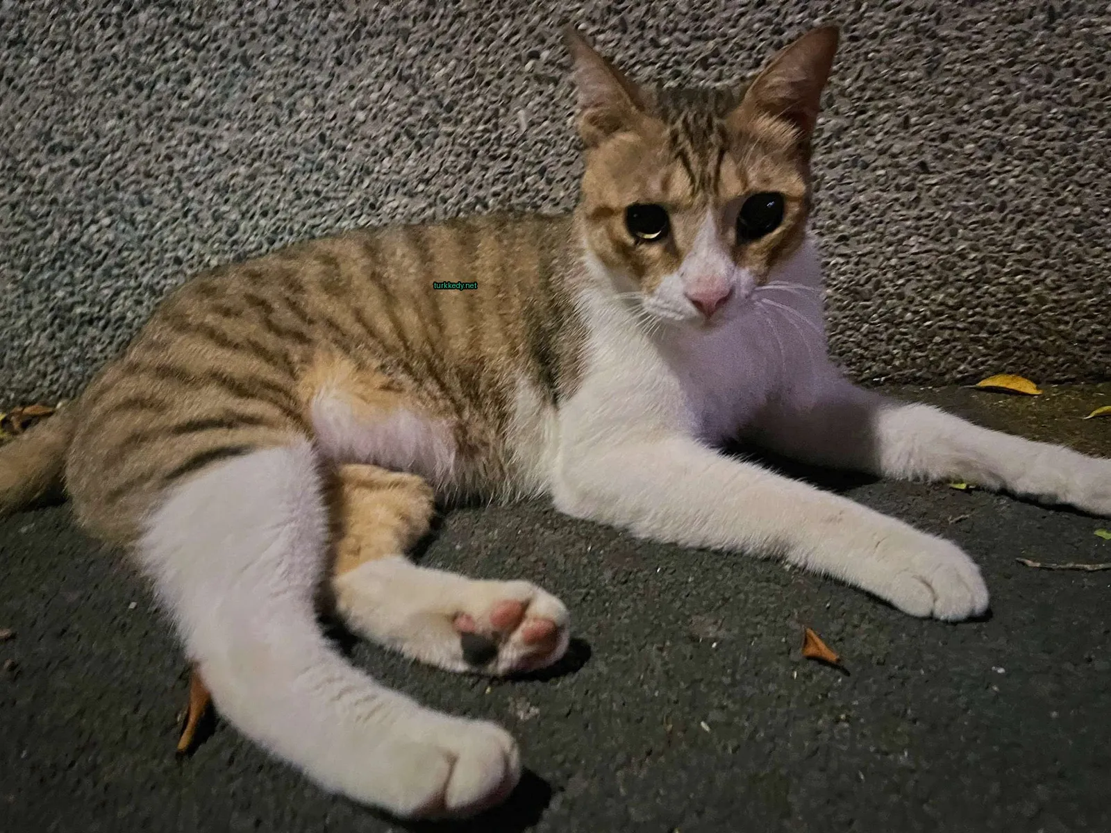 Kırmızı ve siyah desenli bir kedi zemine uzanmıştır.
