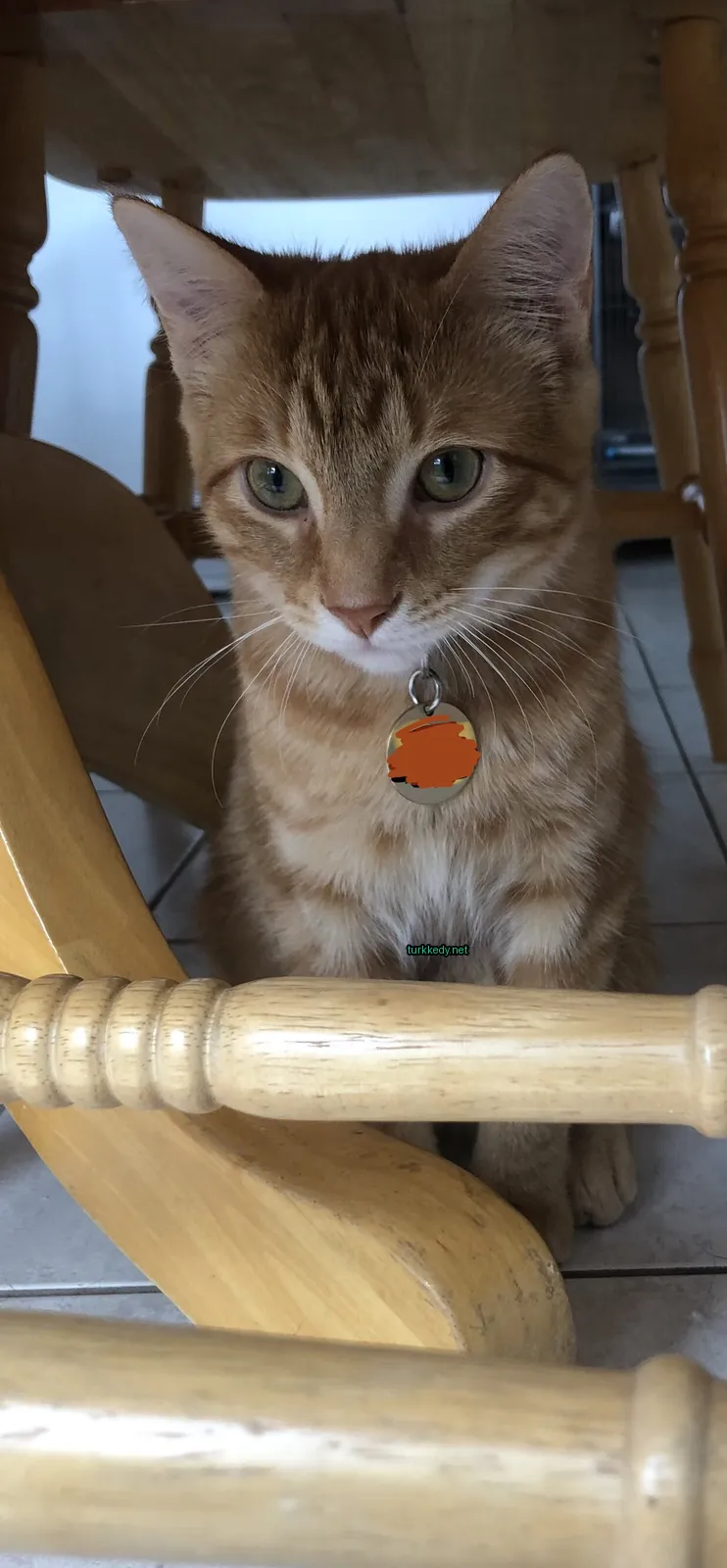 Kahverengi ve beyaz bir kedi, bir ahşap sandalyede oturuyor.