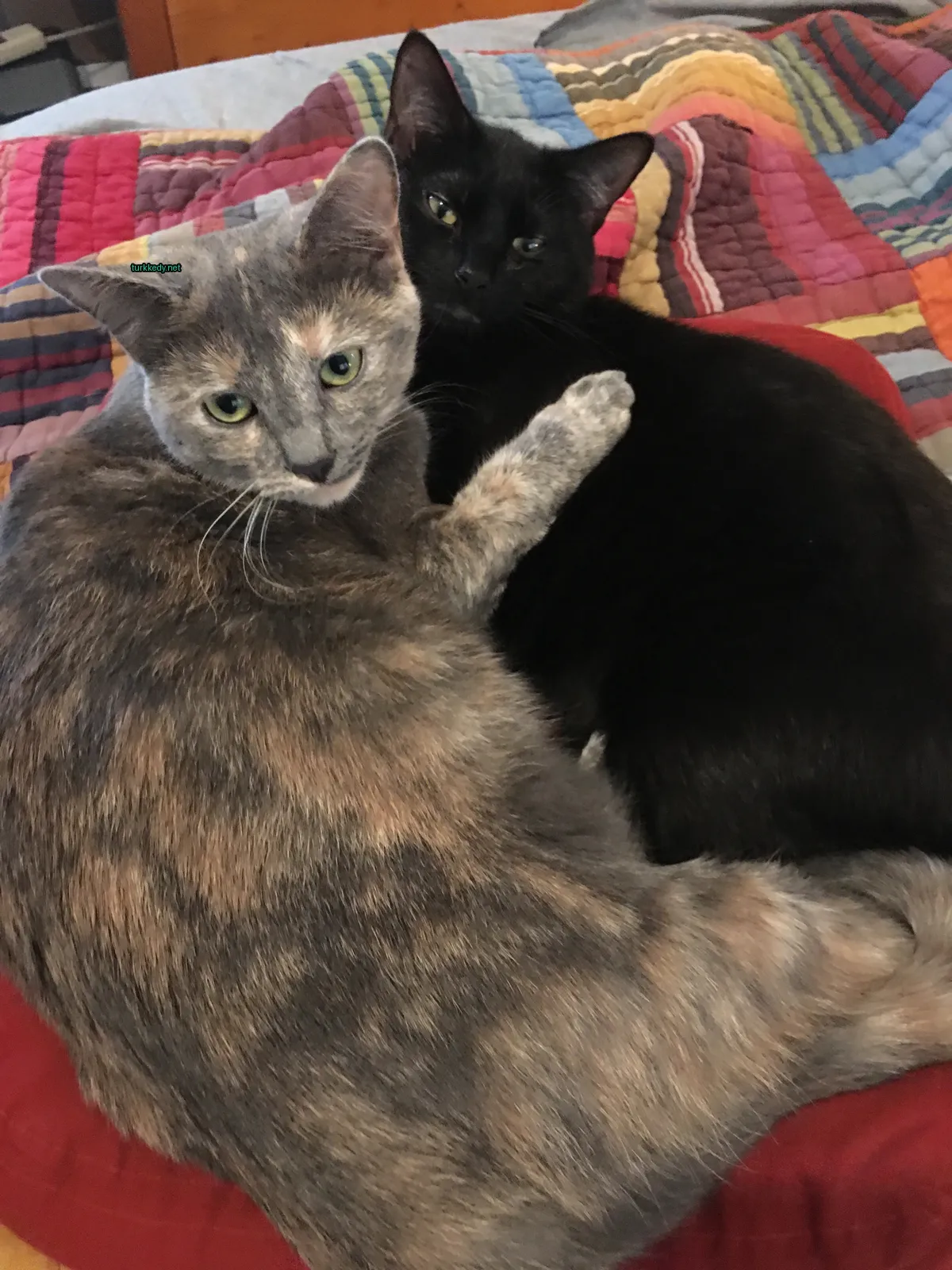 Siyah ve beyaz bir kedi yatağın üzerinde kahverengi ve beyaz bir kediyle yatıyor.