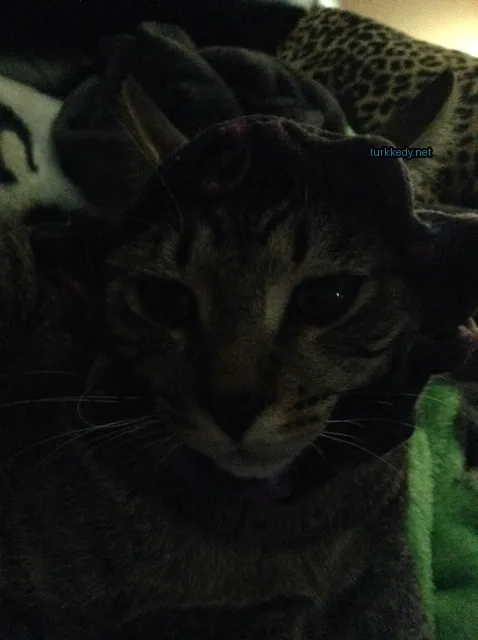 Gri ve siyah bir kedi mavi bir şapka giyiyor.