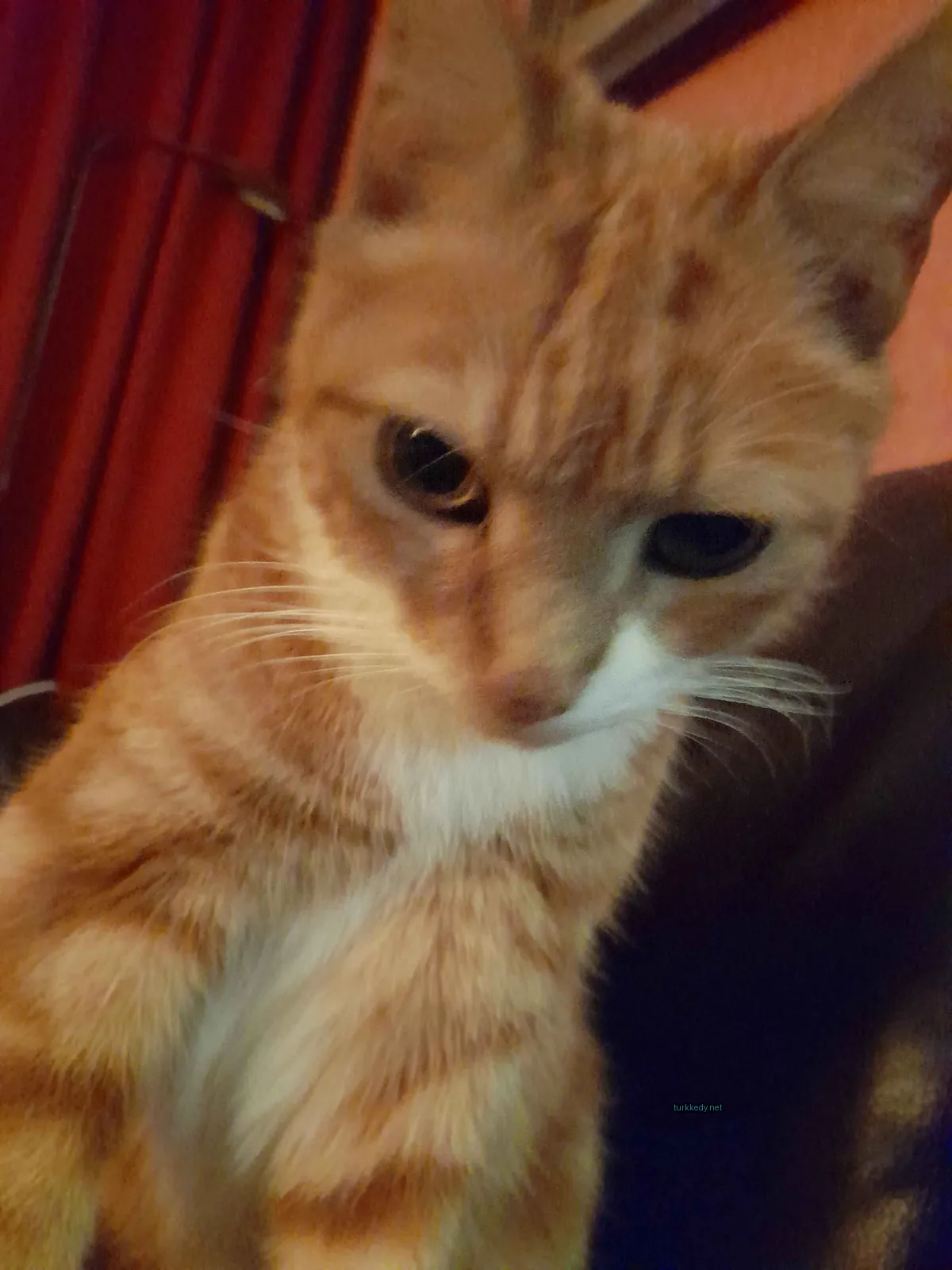 Koyu ve beyaz bir kedi, bir koltukta siyah ve beyaz desenli bir şekilde oturuyor.