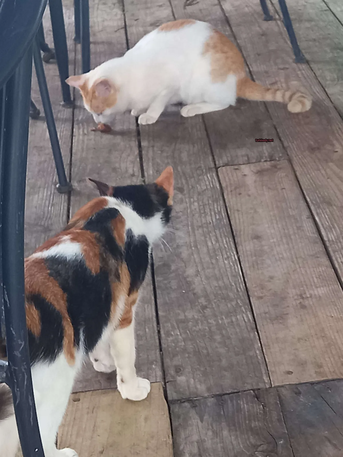 Siyah ve beyaz bir kedi ahşap zeminde duruyor.