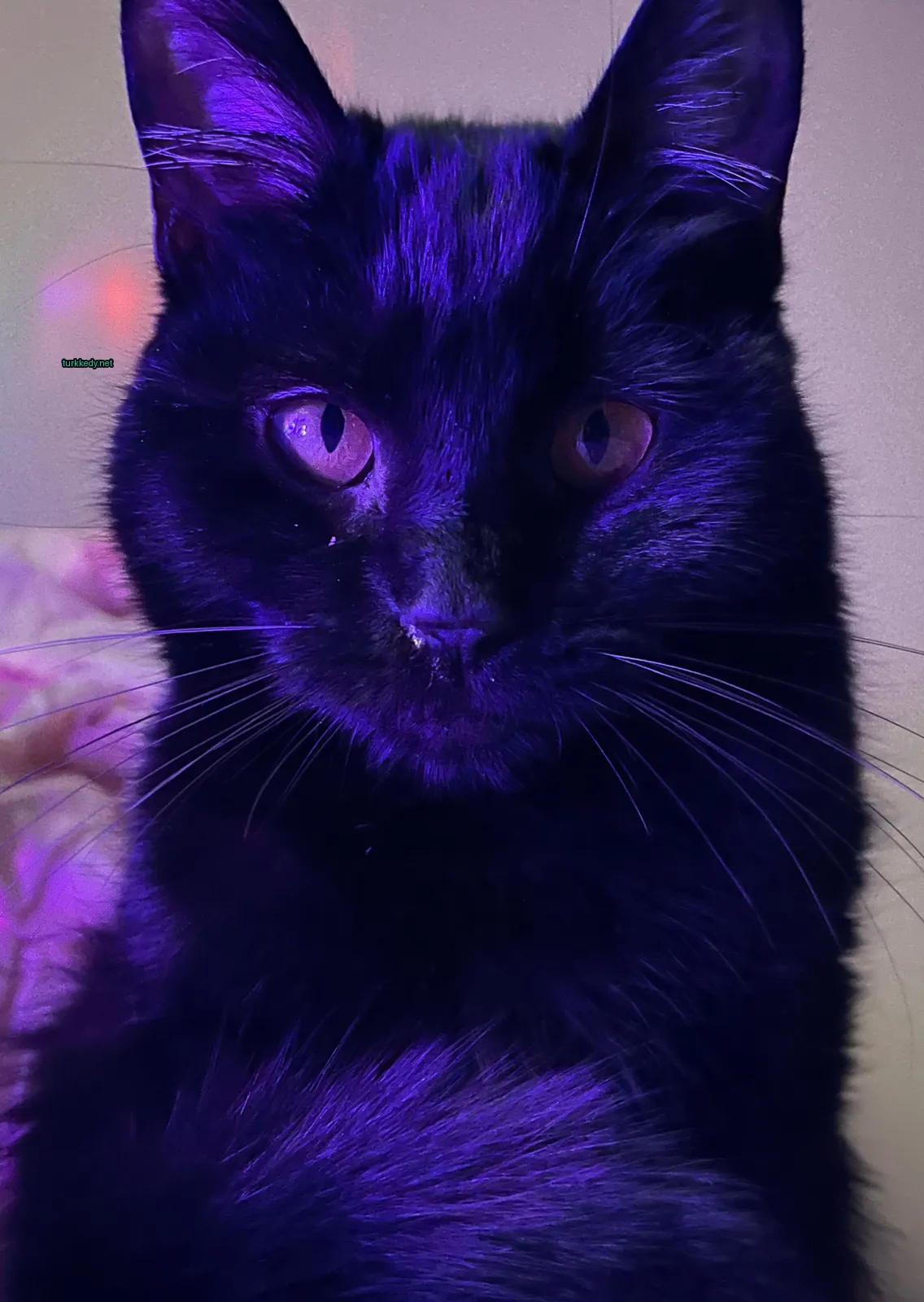 Bir siyah kedi, bir yatakta mavi bir ışığıyla oturuyor.