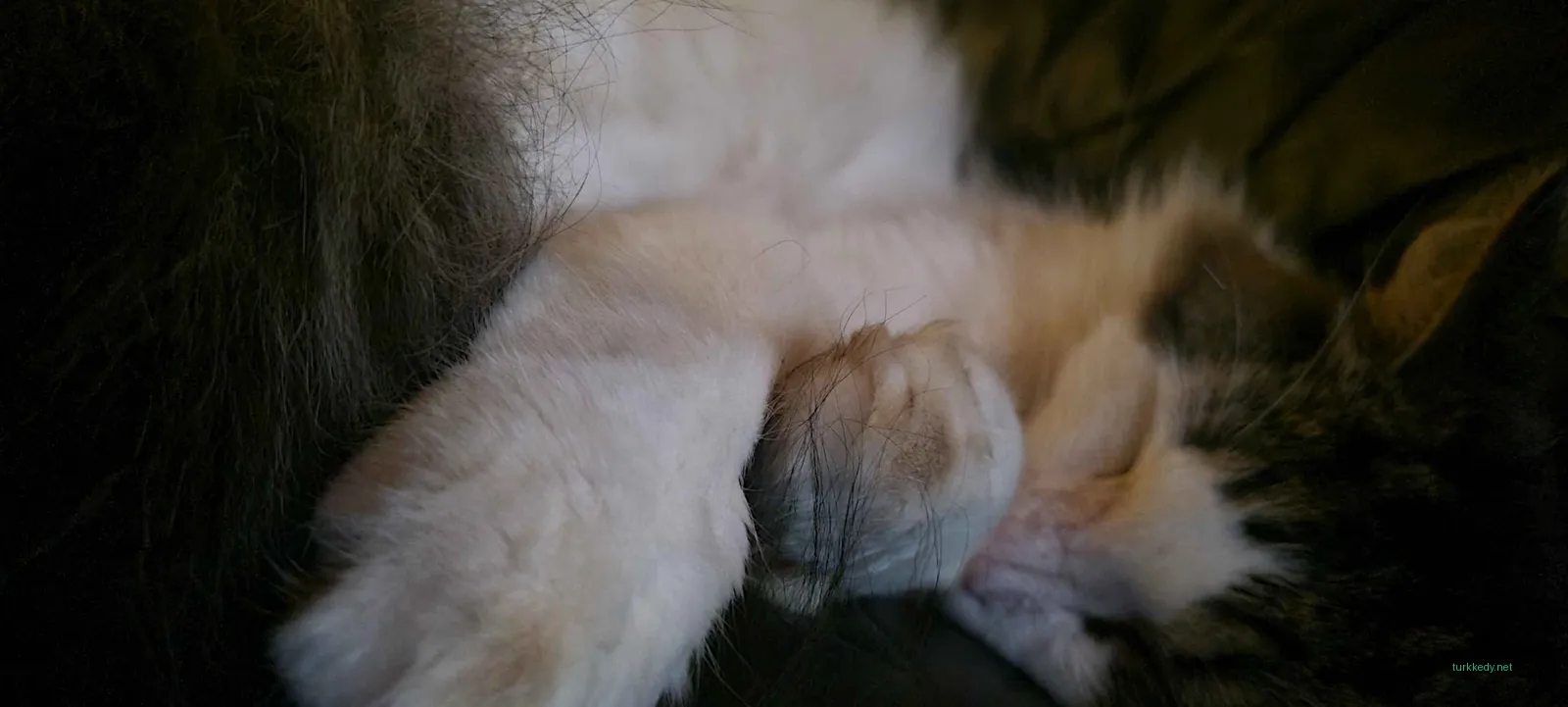 Beyaz ve siyah bir kedi siyah deri bir sofa üzerinde yatıyor.