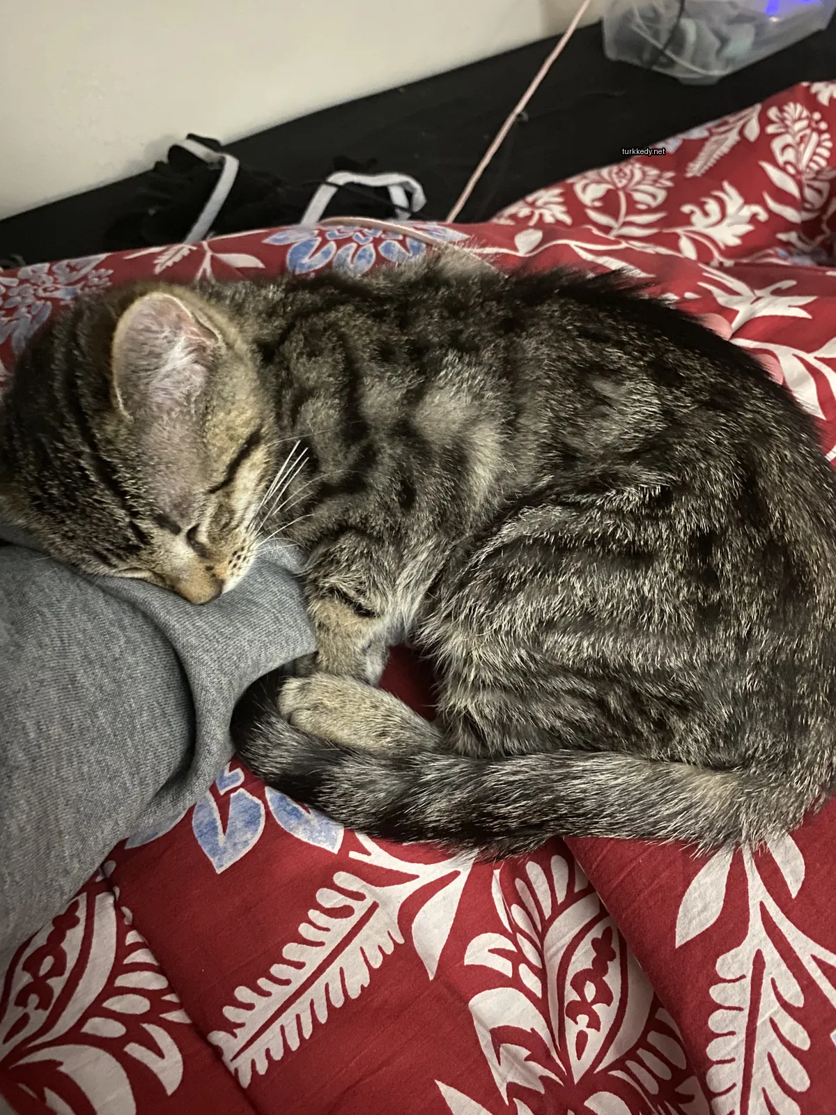 Bir çöpçü kedi bir kişinin bacak üzerinde uyuyor.