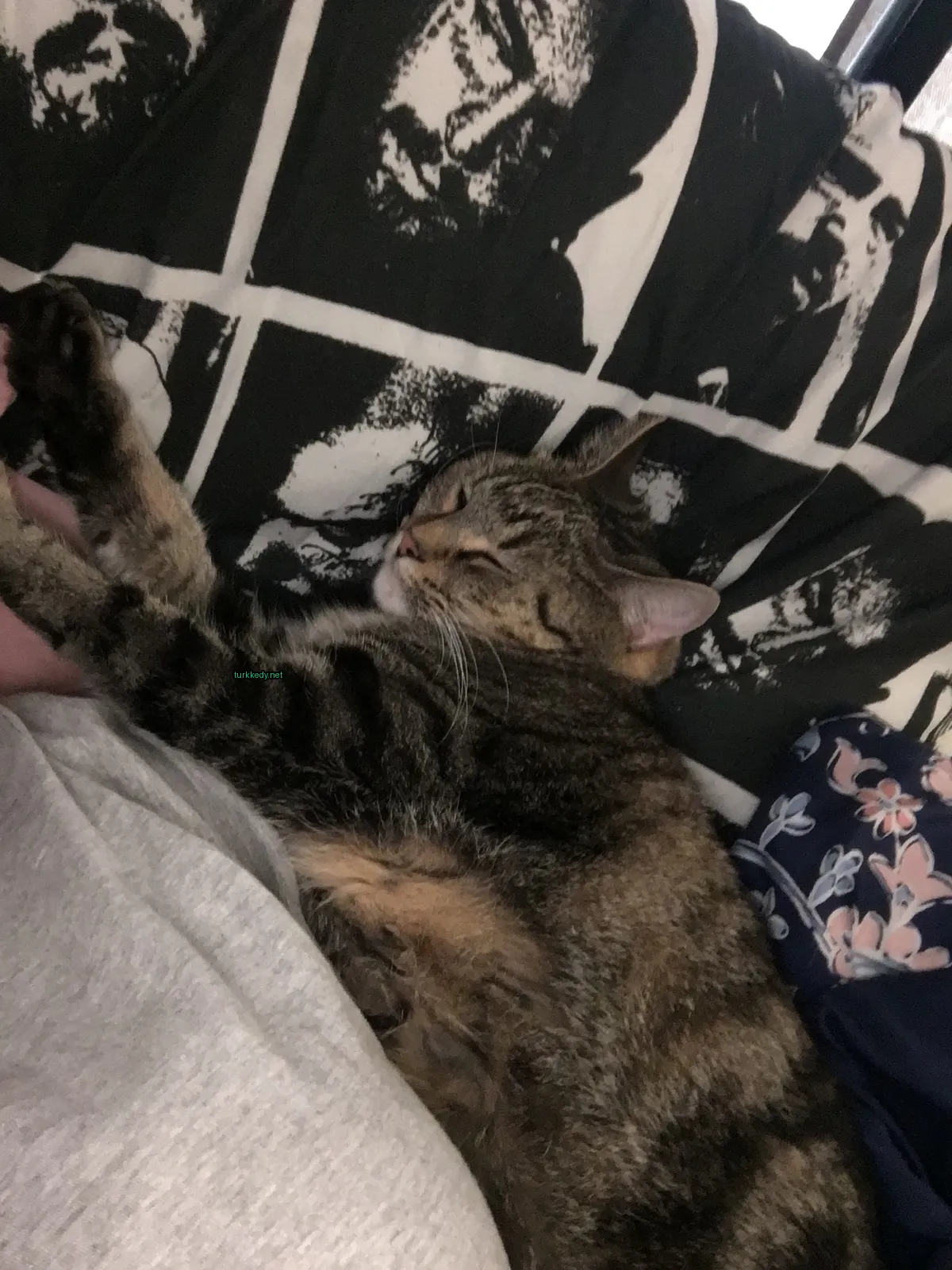 Kara ve siyah şeritli bir kedi yatağında uyuyor.