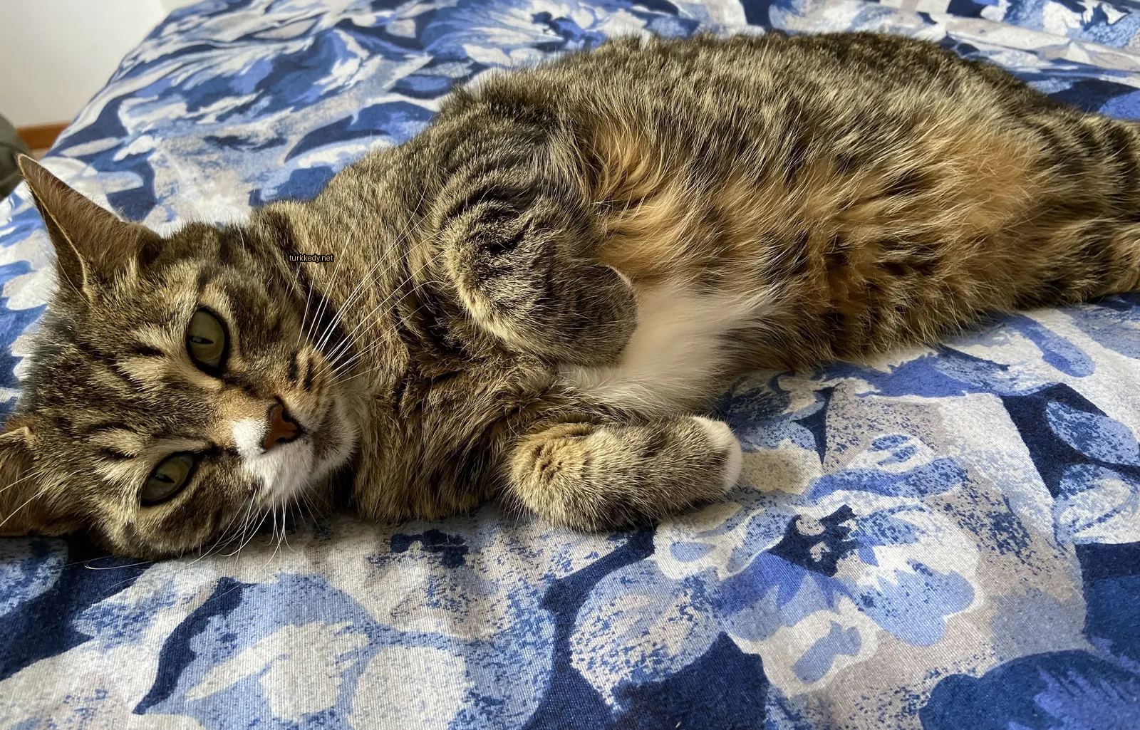 Koyu kahverengi ve beyaz bir kedi mavi ve beyaz bir çarşafın üzerinde yatar.