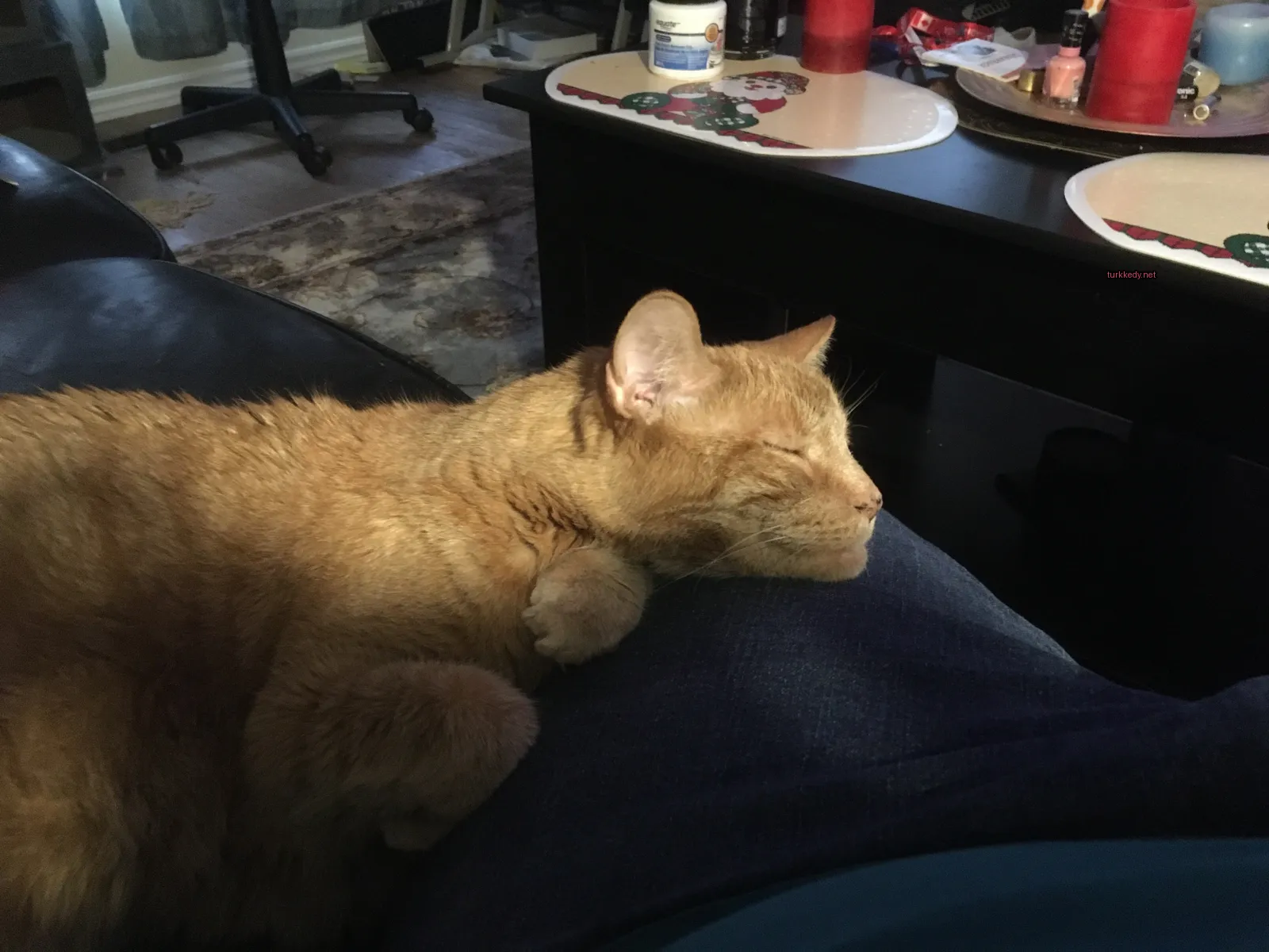 Kahverengi ve beyaz bir kedi bir sofa üzerinde yatıyor.