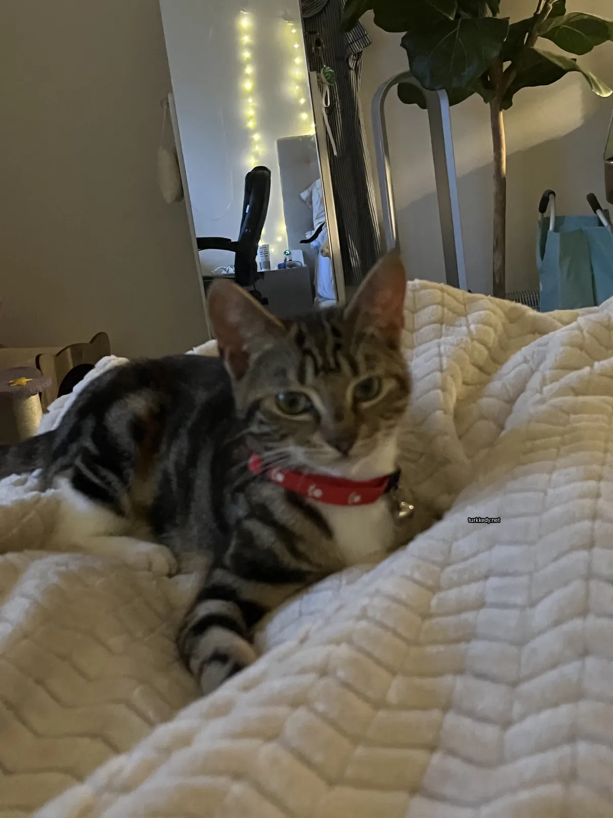 Kara bir yatakta kırmızı bir kemerli çizgili bir kedi yatıyor.