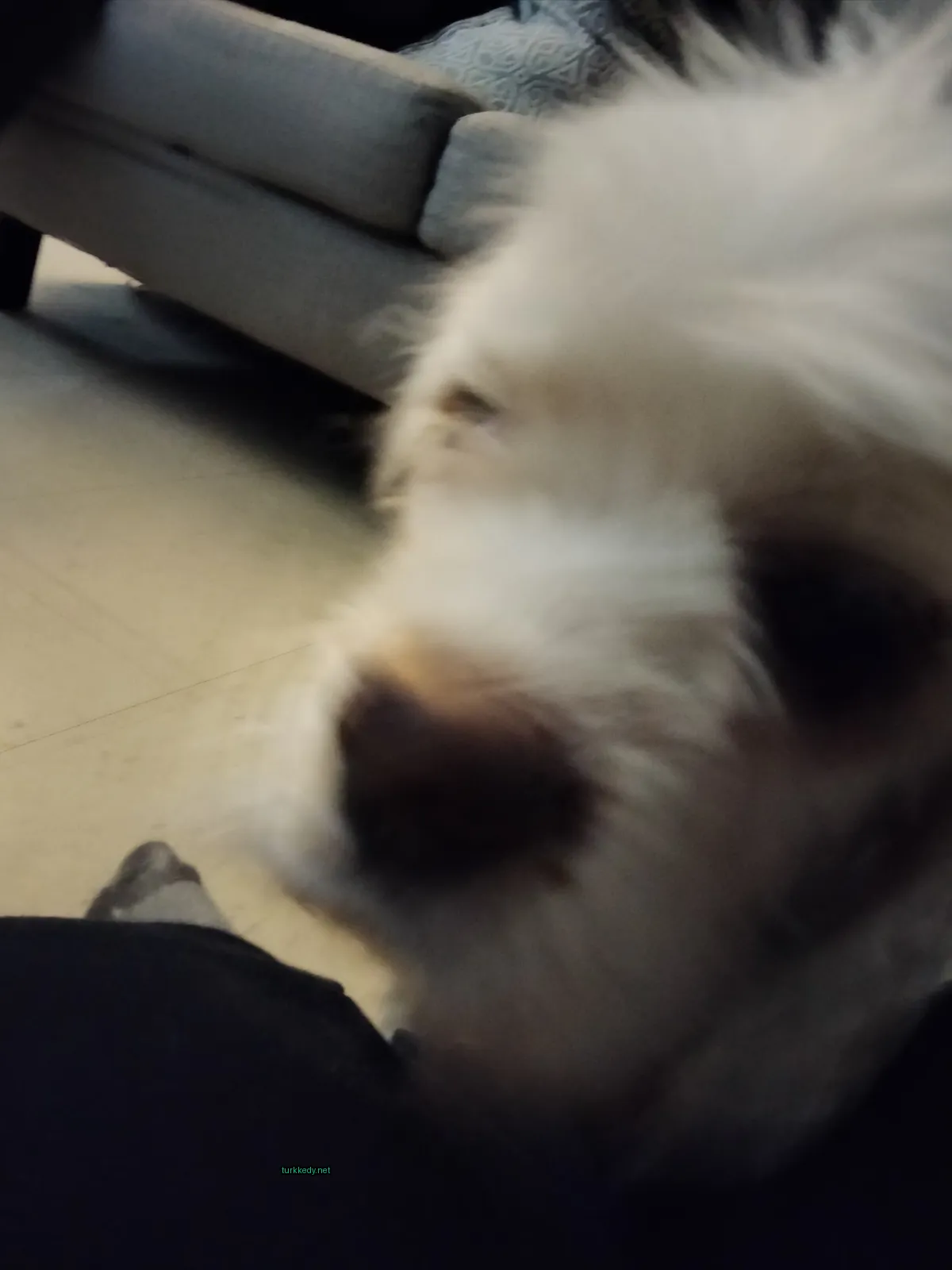 Beyaz ve püskürtülü bir köpek kameraya bakıyor.