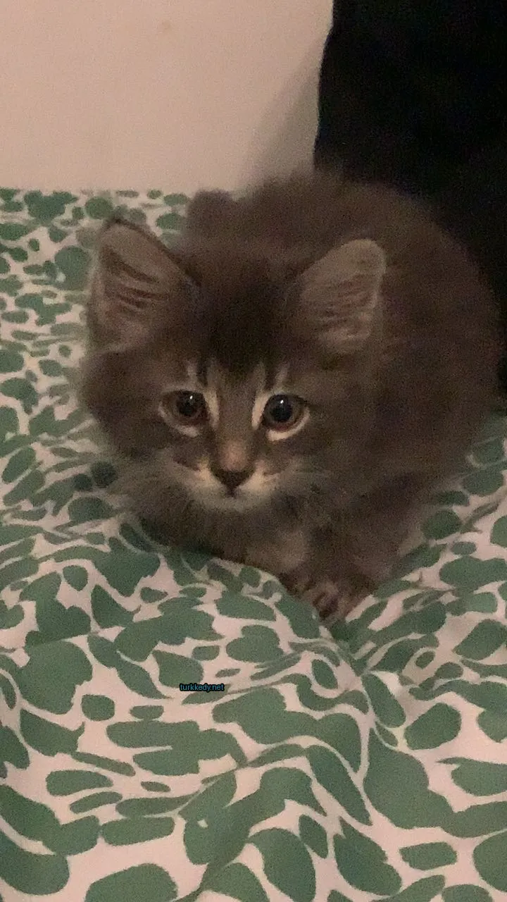 Beyaz ve gri bir kedi, yeşil ve beyaz bir bez üzerine uzanmış.