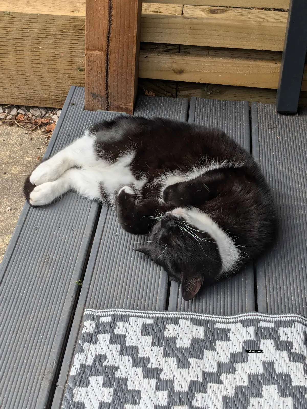Siyah ve beyaz bir kedi ahşap bir terasta yatıyor.