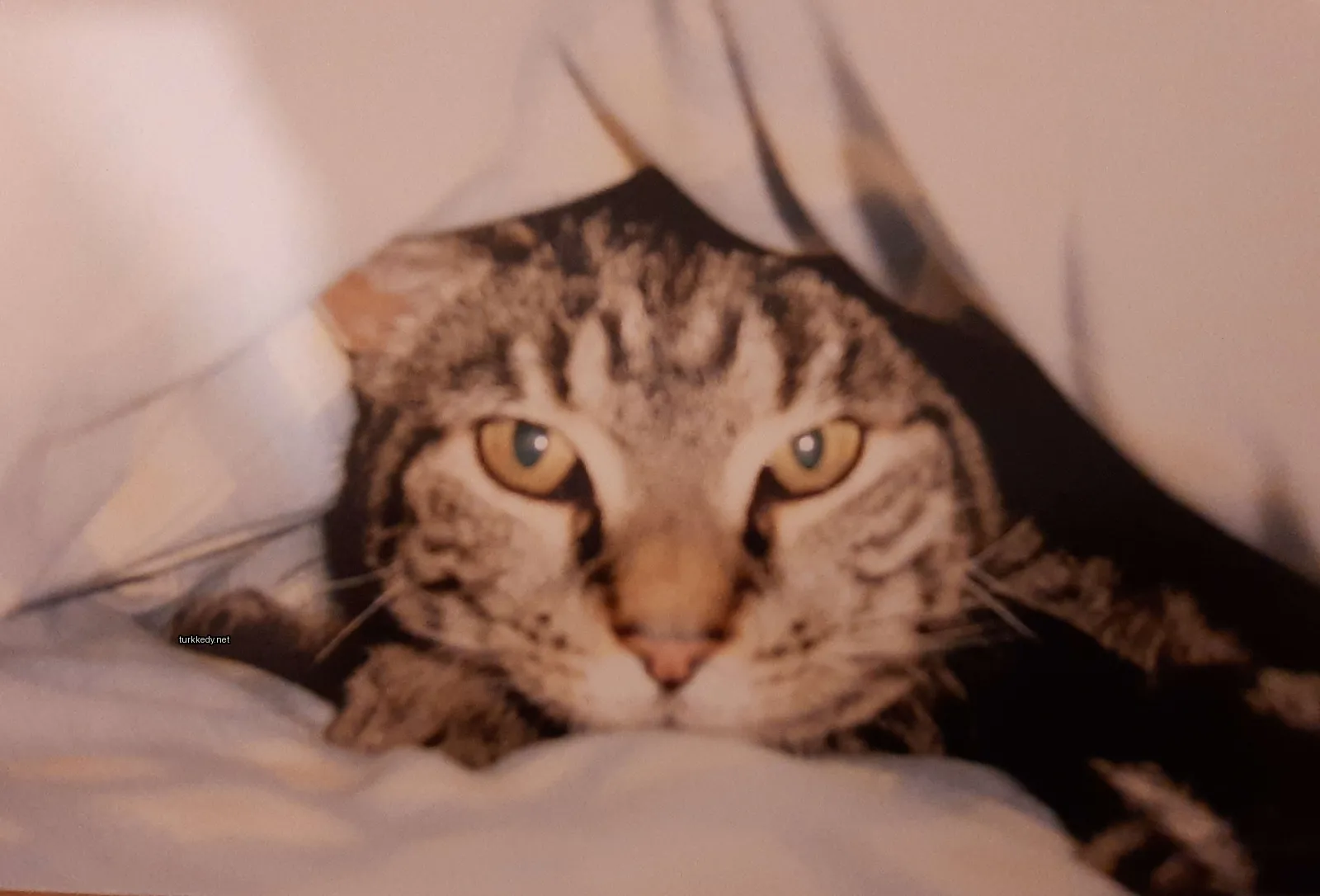 Kırmızı-yeşil desenli bir kedi yatakta yatıyor.