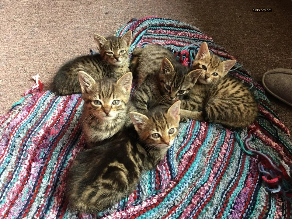 Bir grup kedi bir bez üzerinde yatıyor.