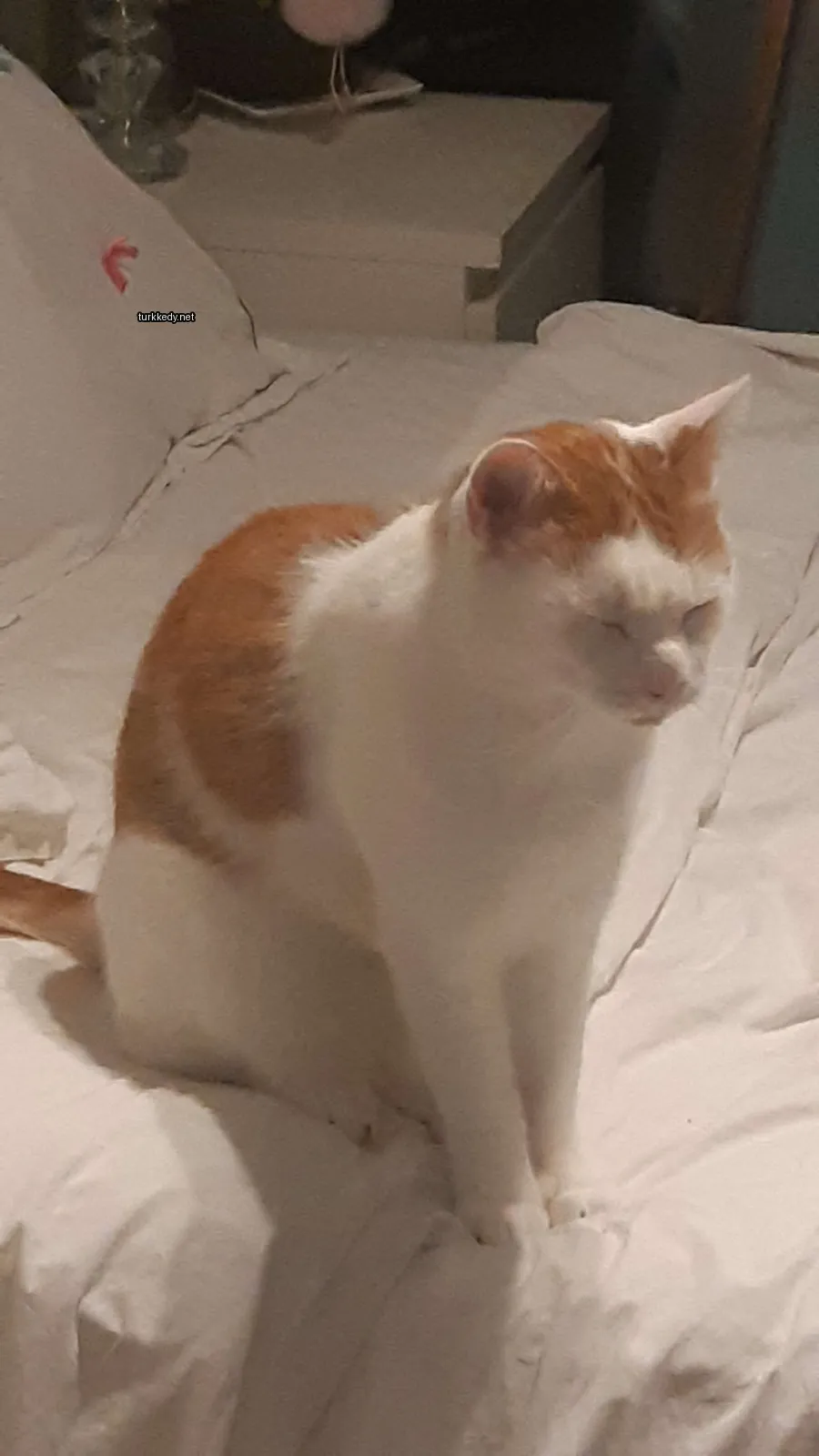 Beyaz ve turuncu bir kedi beyaz bir bez üzerinde oturuyor.