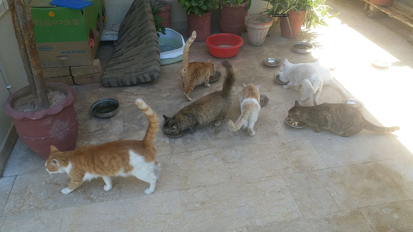 Kahverengi ve beyaz bir kedi bir tabaktan yiyecek yer.