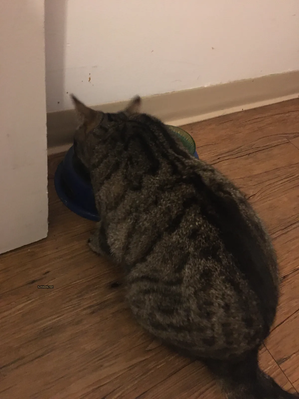 Beyaz ve siyah bir kedi bir tabaktan yiyecek yerken.