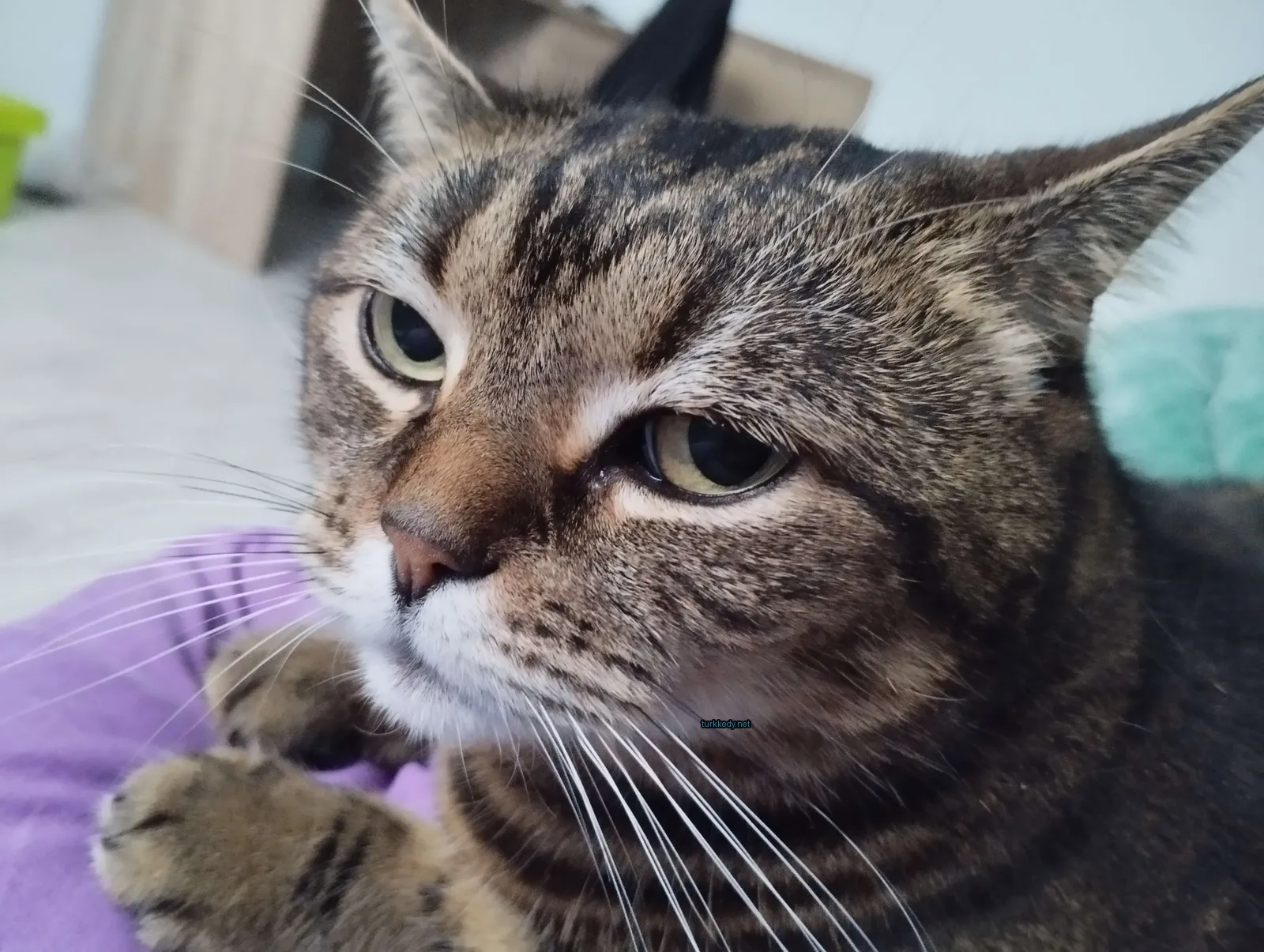 Kara ve siyah bir kedi, mavi-yeşil desenli bir halı üzerinde oturuyor.