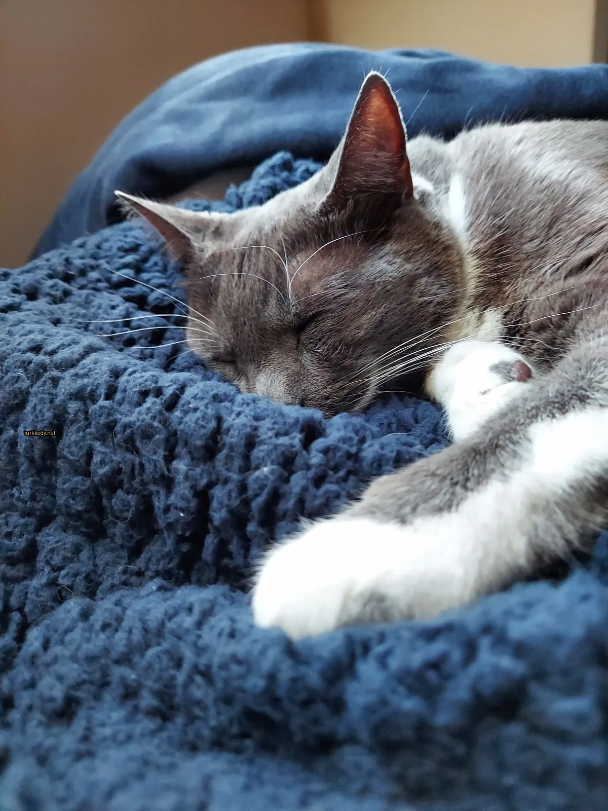 Gri ve beyaz bir kedi mavi bir havlu üzerinde uyuyor.