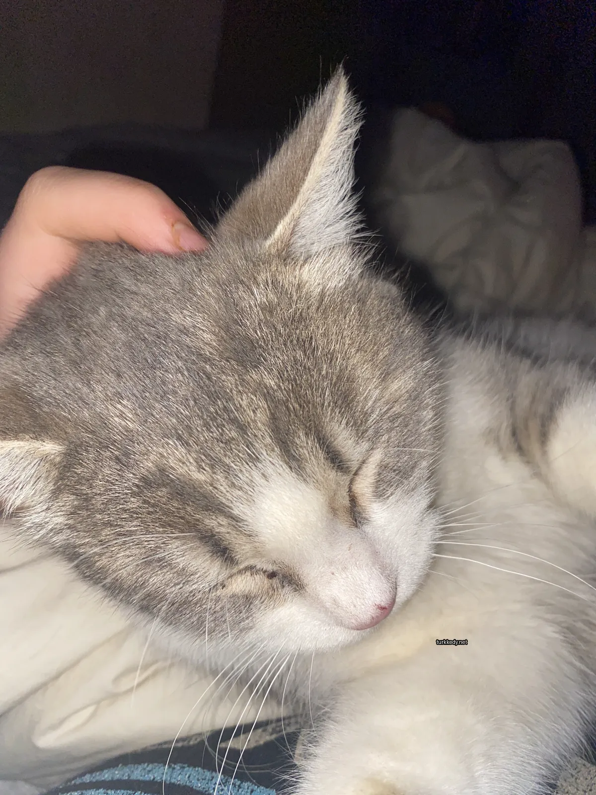 Gri ve beyaz bir kedi beyaz bir ayakla yatakta yatıyor.