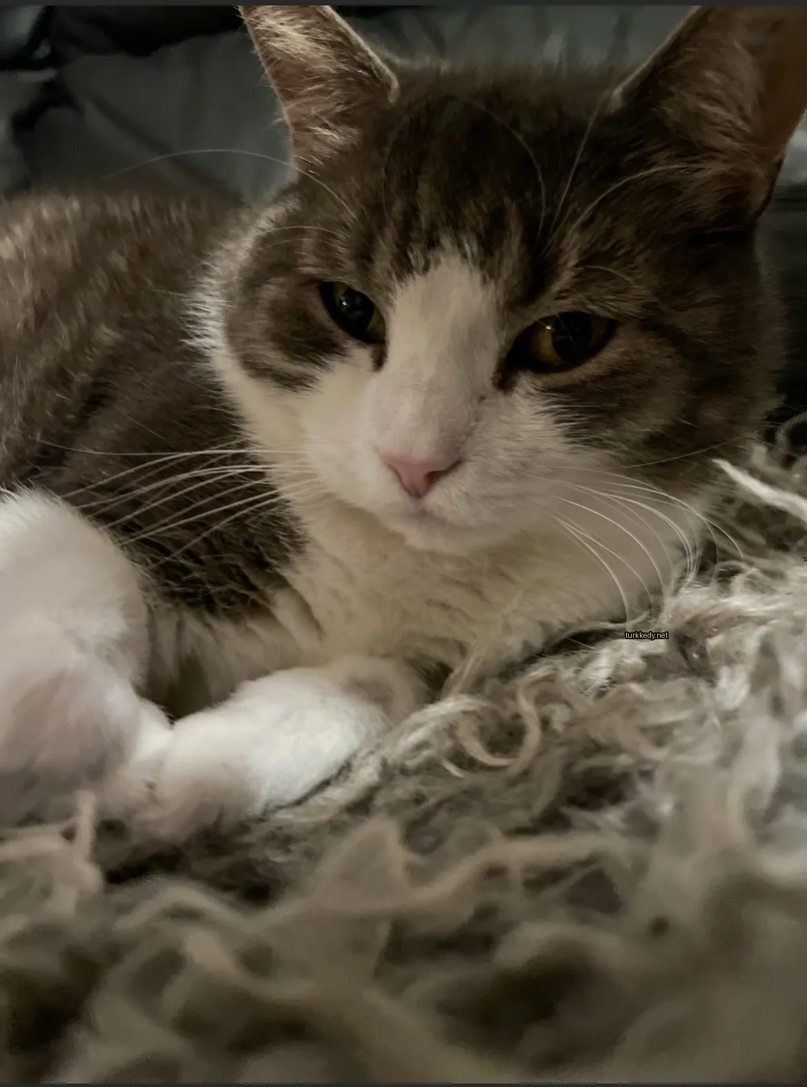Gri ve beyaz bir kedi bir battaniyede yatıyor.