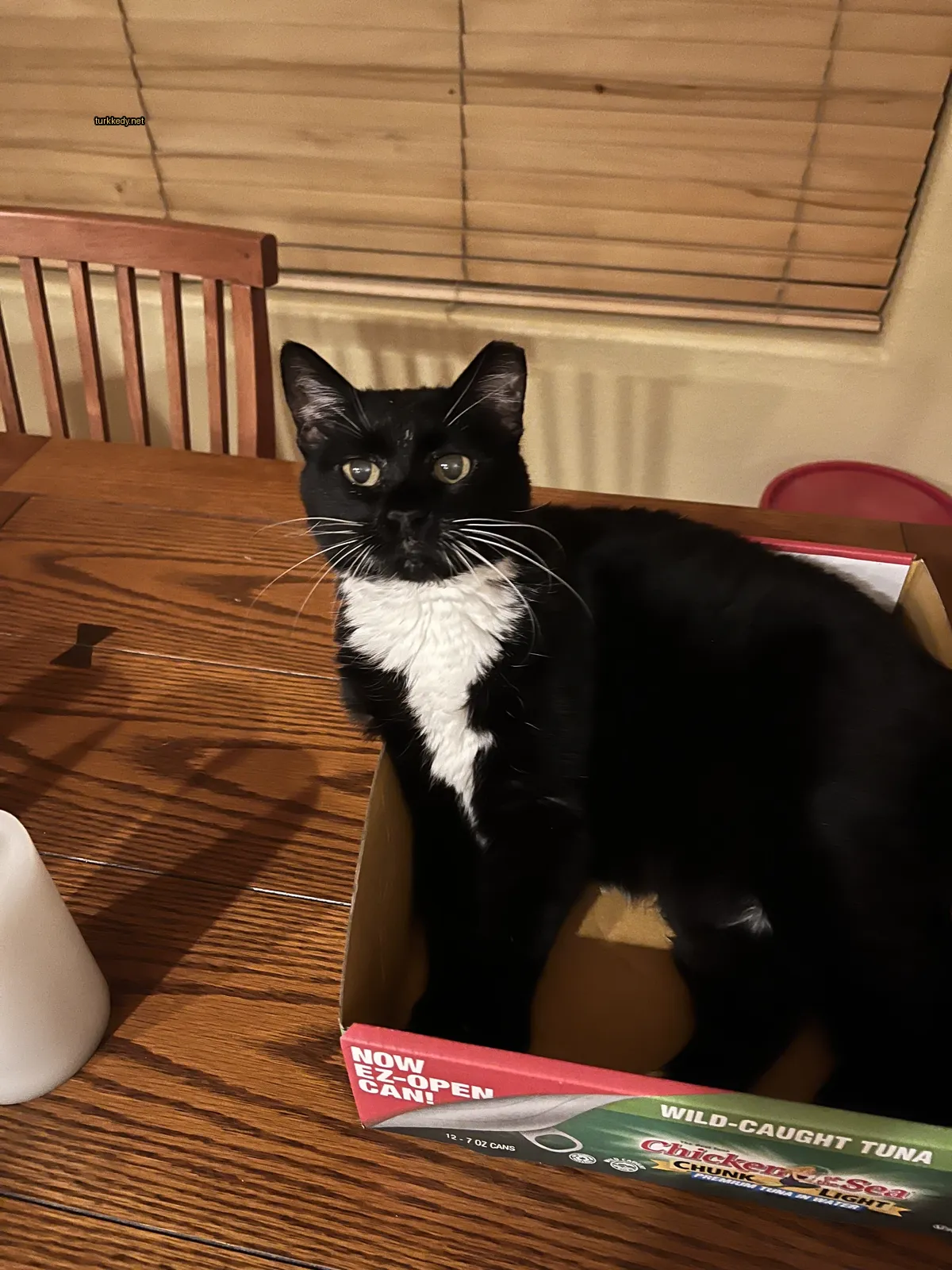 Siyah ve beyaz bir kedi bir masada boxta oturuyor.