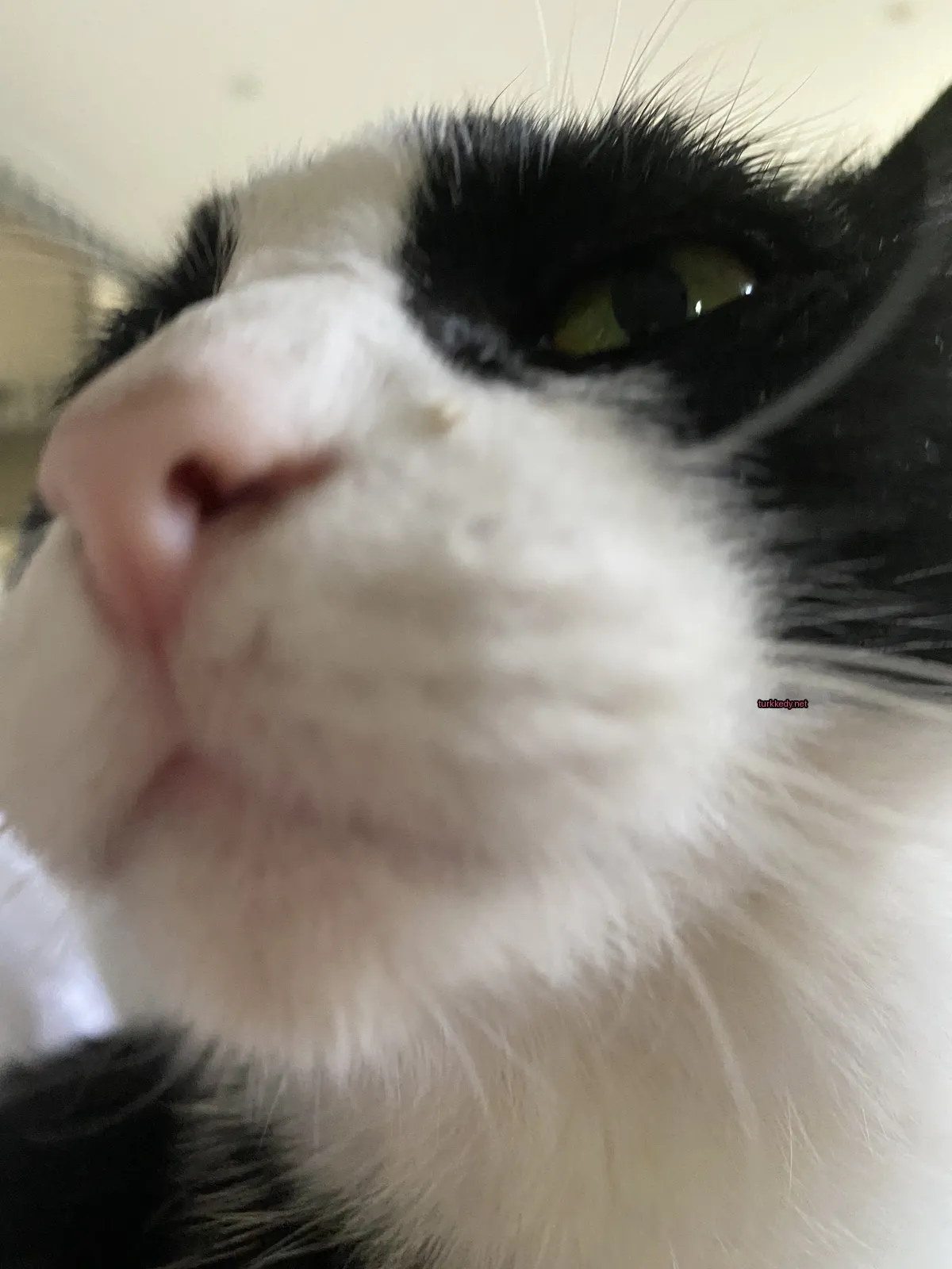 Siyah ve beyaz bir kedi, burnu ve ağzı beyaz.