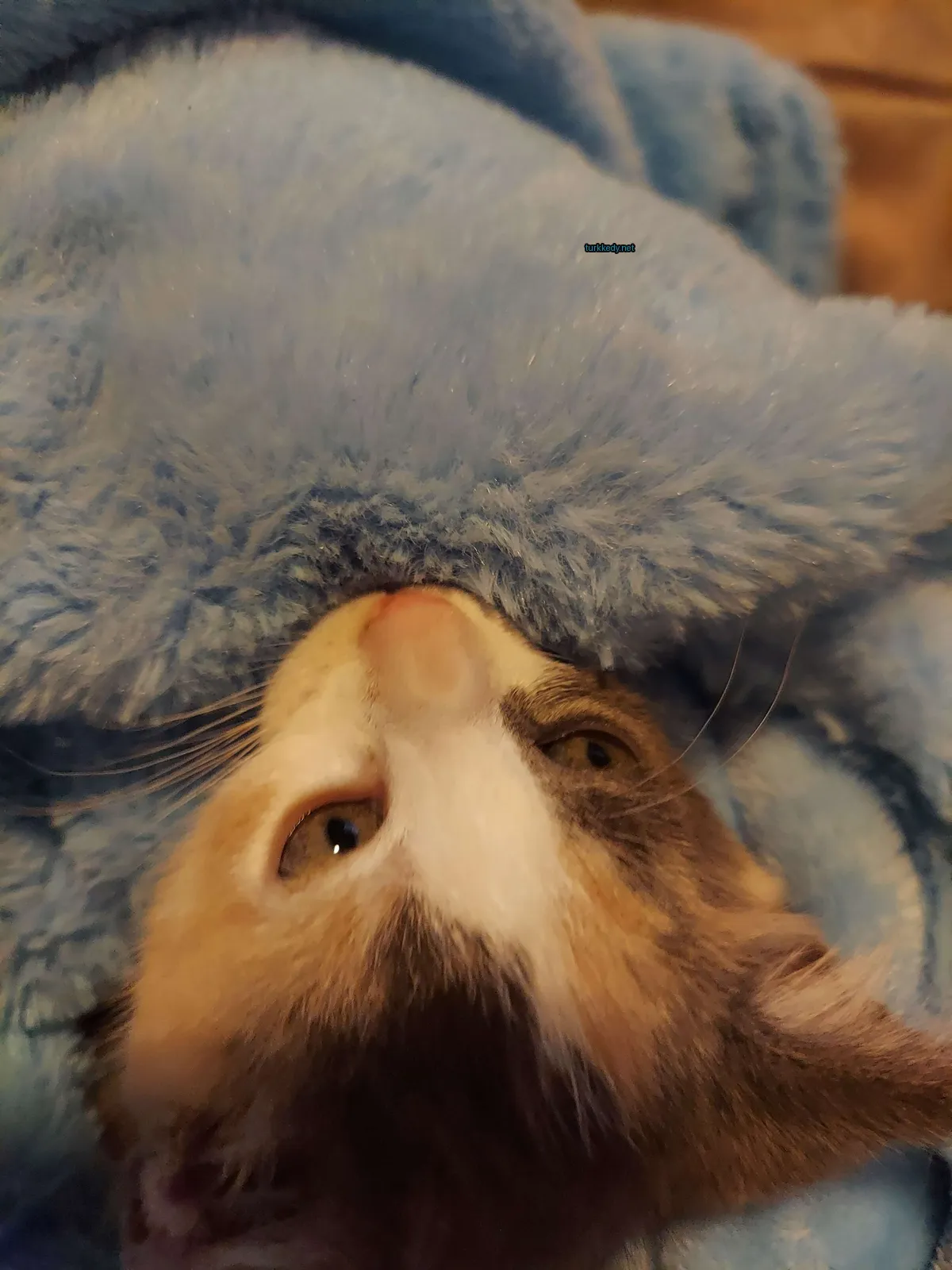 Siyah ve beyaz bir kedi mavi bir bez üzerinde yatıyor.