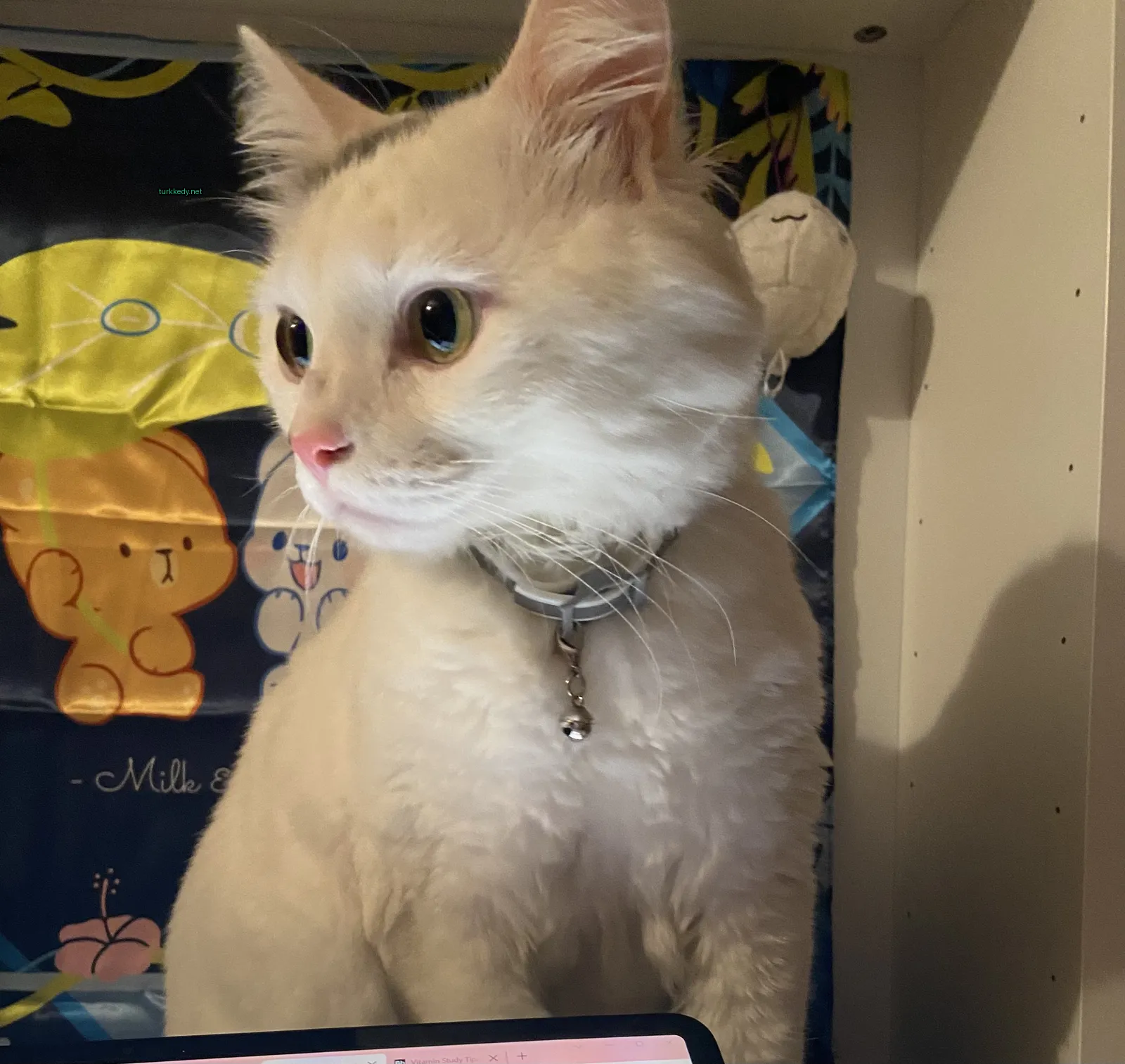Beyaz bir kedi, siyah bir kemerle masa üzerinde oturuyor.