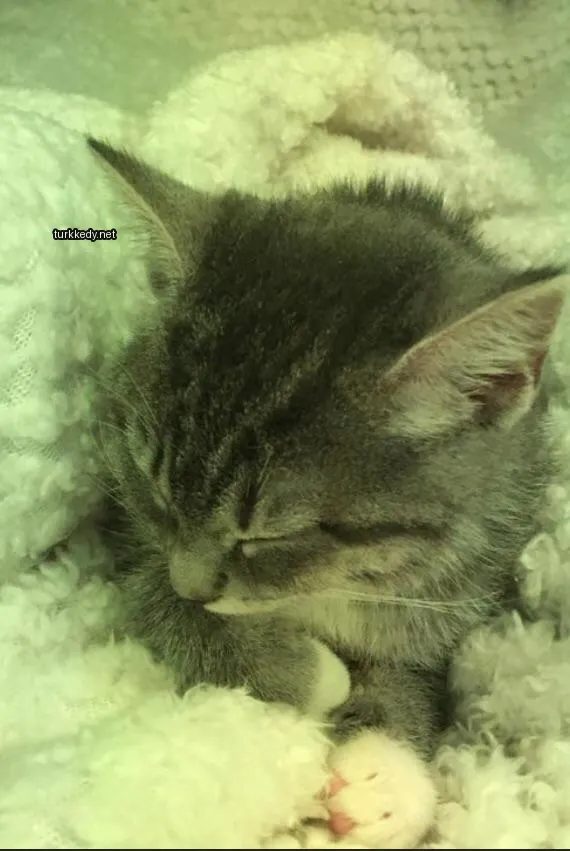Beyaz bir örtü üzerinde gri ve beyaz bir kedi uyuyor.