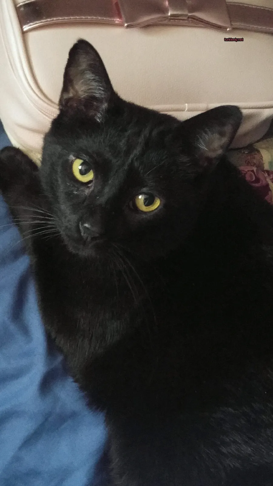 Siyah bir kedi mavi bir bez üzerinde sarı gözlerle yatıyor.