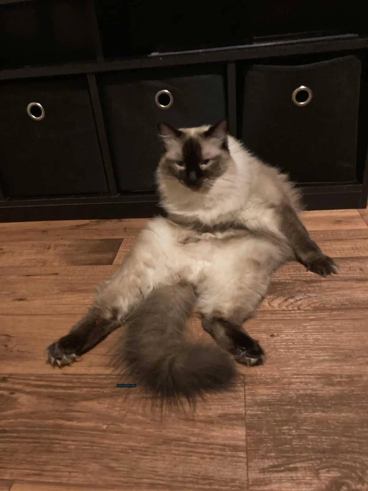 Beyaz ve kahverengi bir kedi zemine yayılmış pozisyonda ayaklarını açmış.
