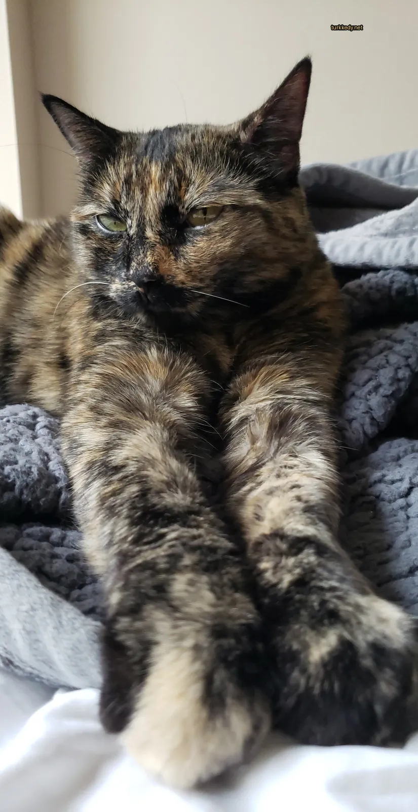 Kara ve siyah bir deri desenine sahip bir kedi bir bez üzerine yatıyor.