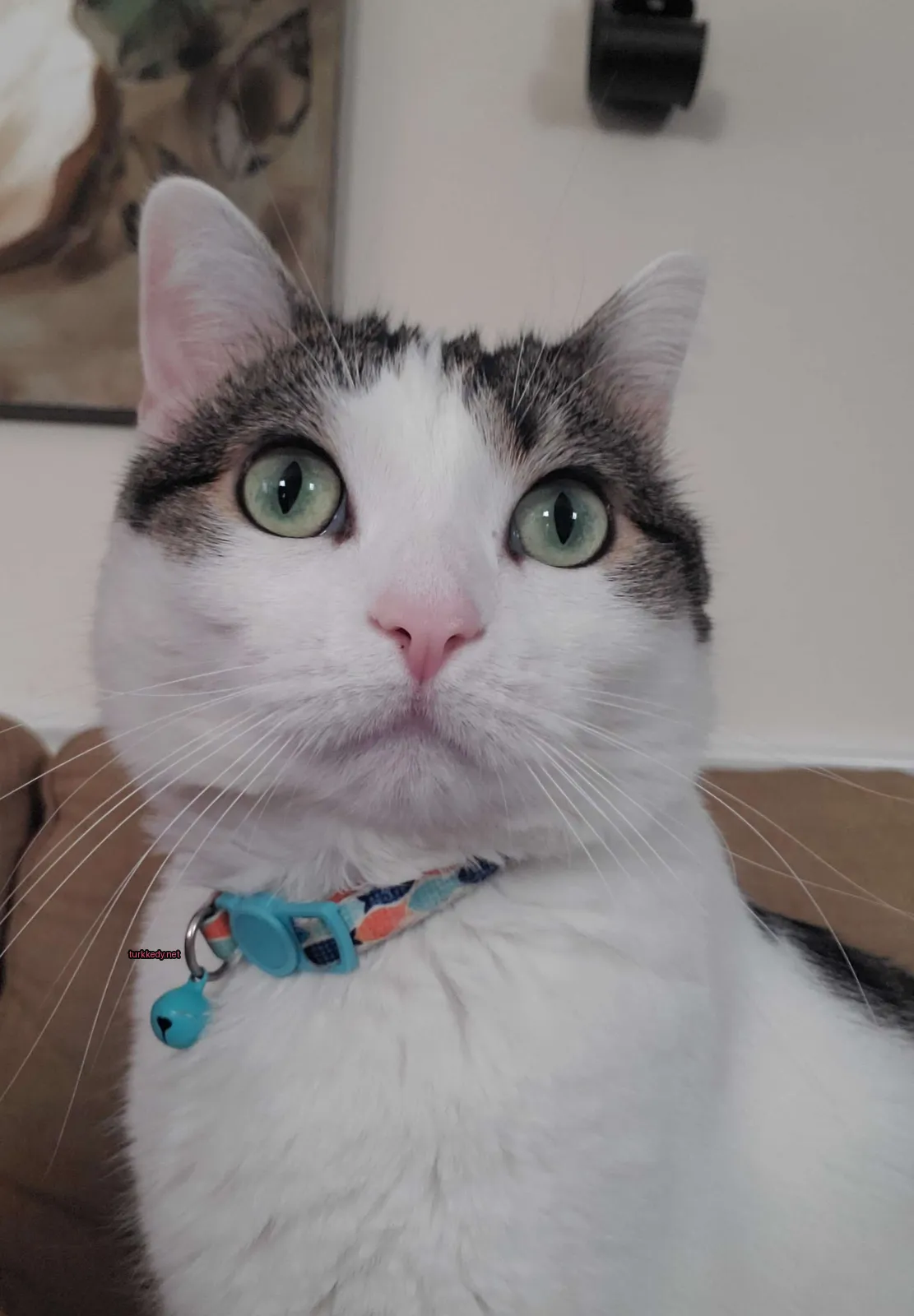 Beyaz ve kahverengi bir kedi mavi bir kemerle koltukta oturuyor.