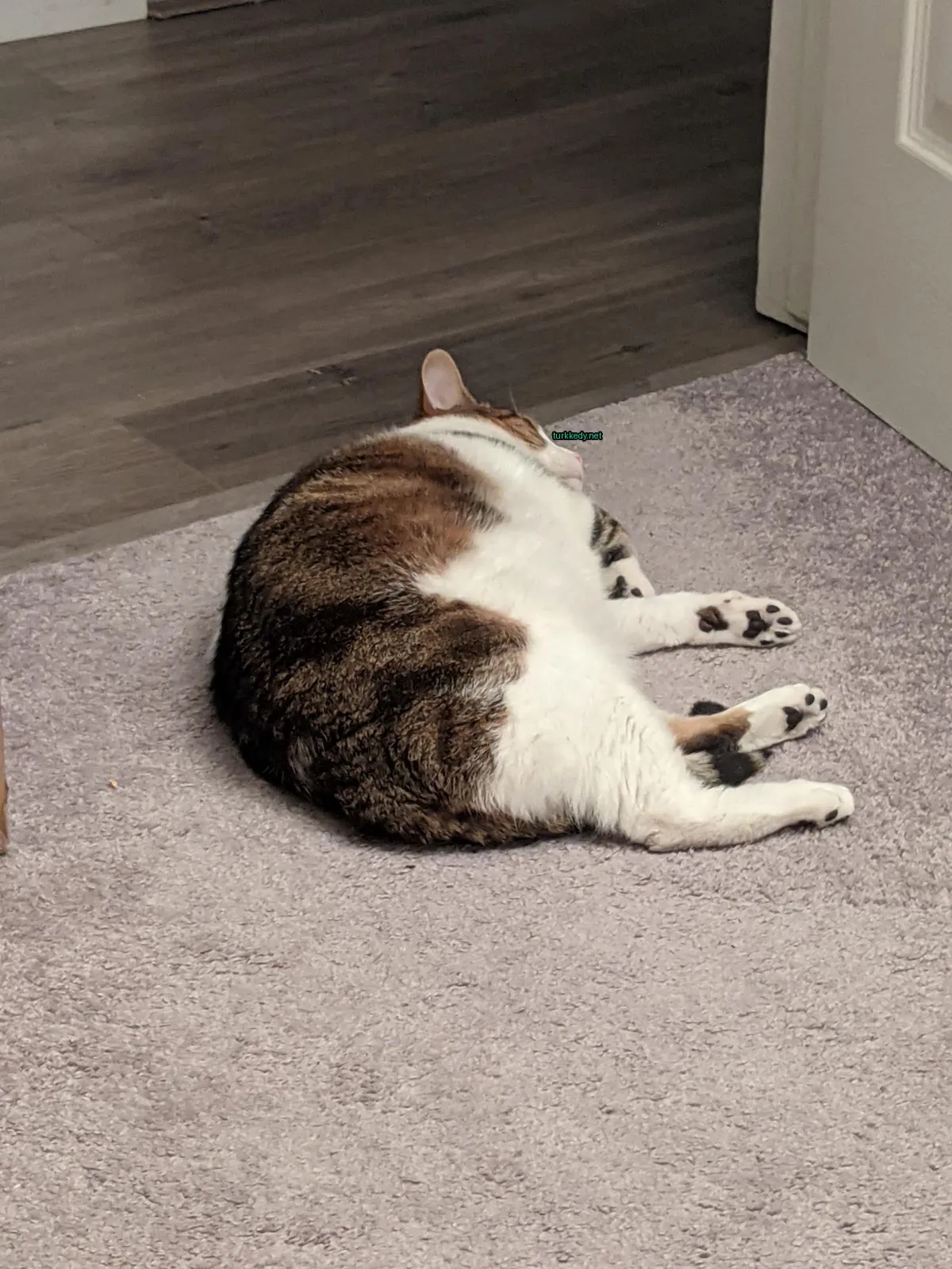 Kırmızı bir kedi zemine uzanmış, yeşil bir oyuncakla oynuyor.