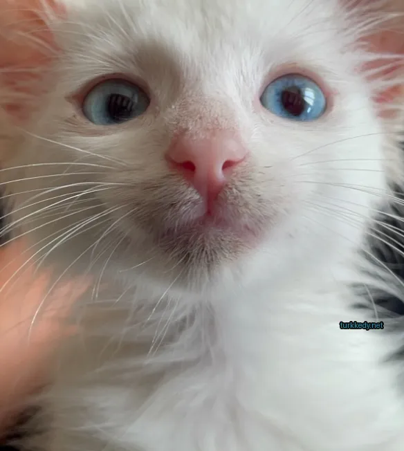 Beyaz bir kedi mavi gözleri ve kahverengi burnuyla bir insana karşı oturuyor.