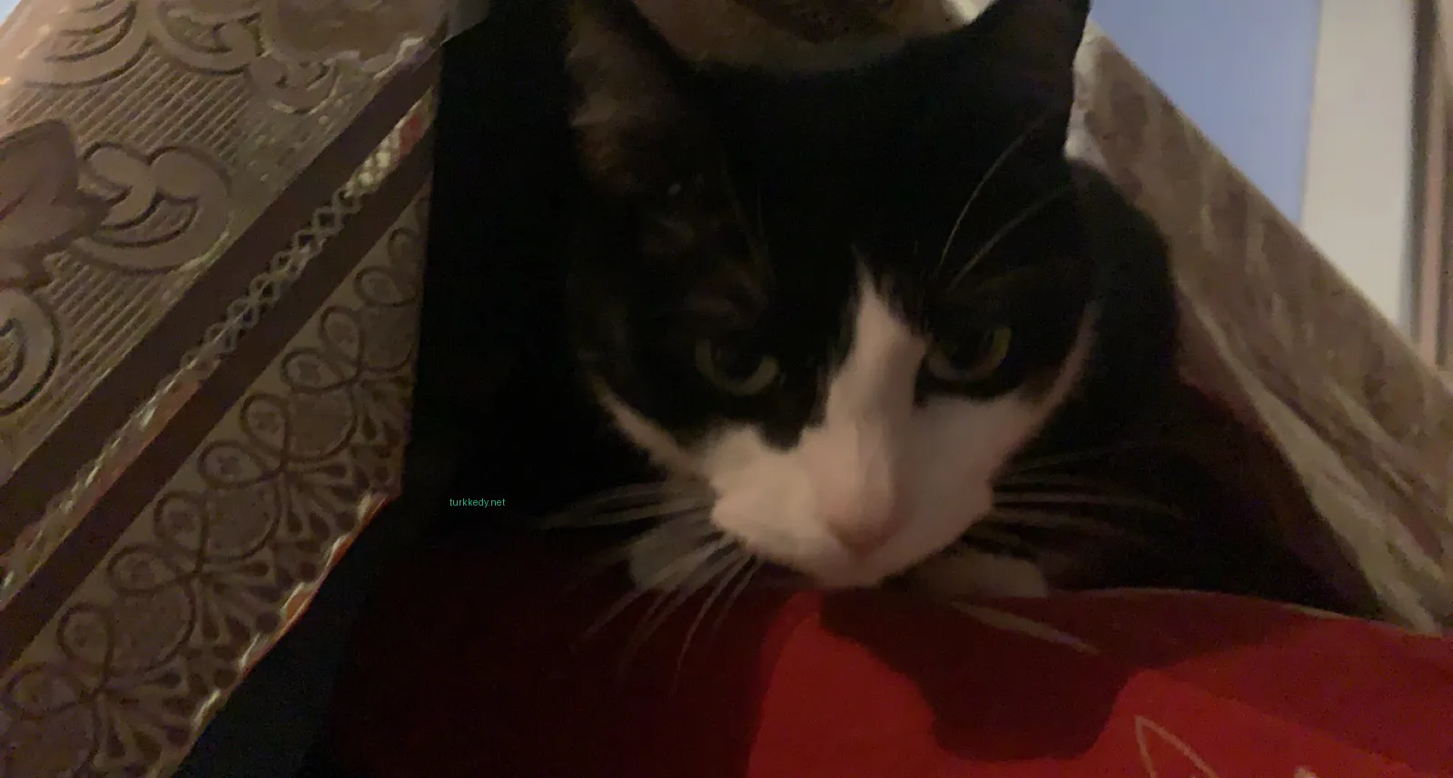 Siyah ve beyaz bir kedi, beyaz burun ve kaşları olan siyah bir kedi, kırmızı bir bez üzerinde yatıyor.