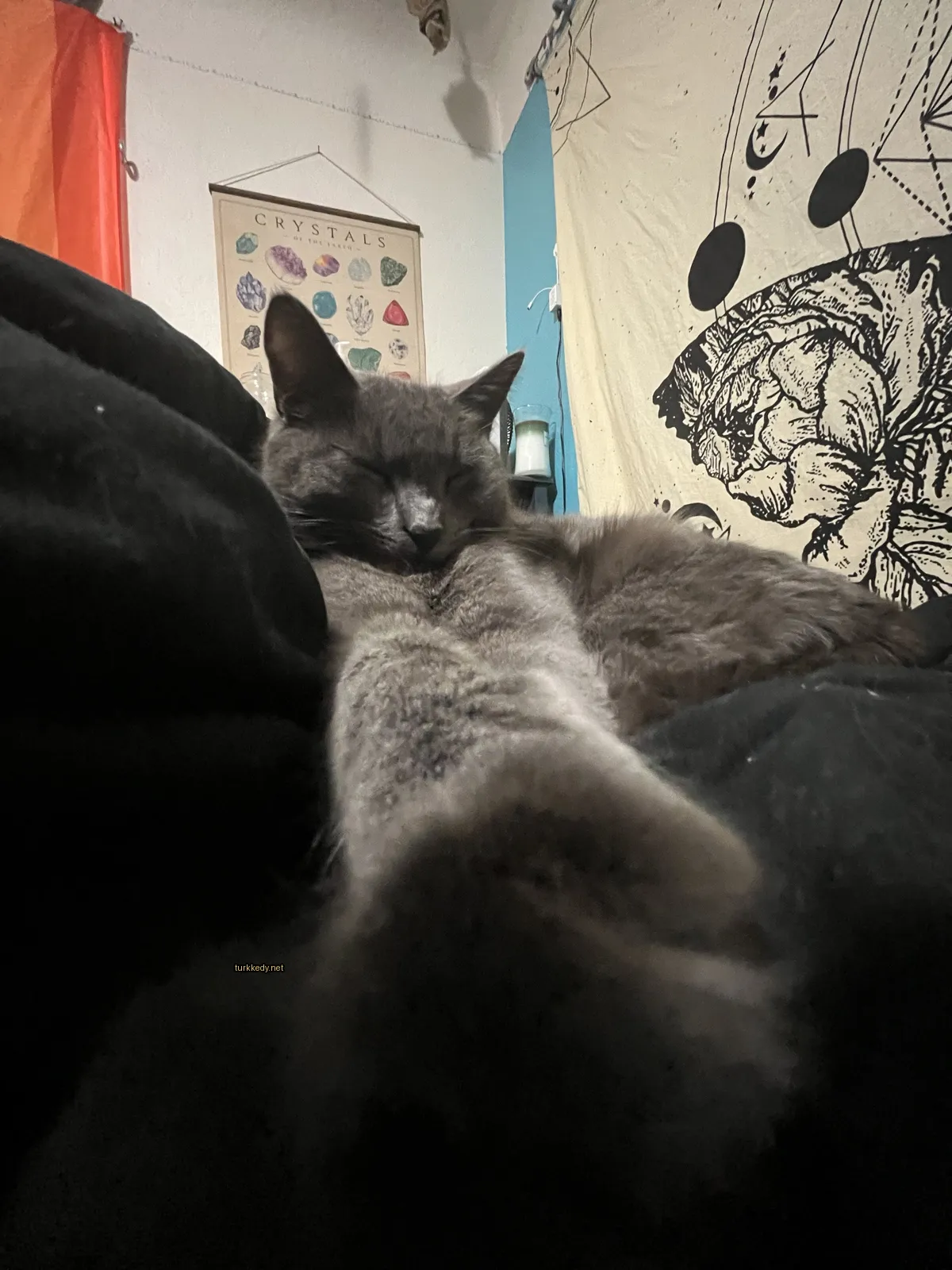 Gri bir kedi siyah bir sofa üzerinde uyuyor.