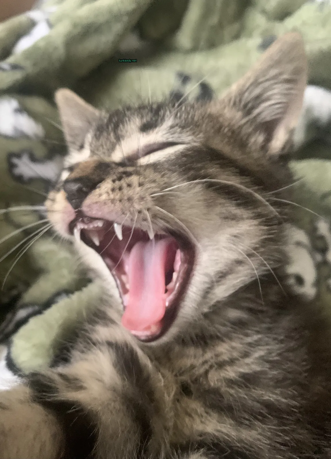 Yeşil ve beyaz desenli bir kedi yorganın üzerinde ağzını açık olarak yatıyor.