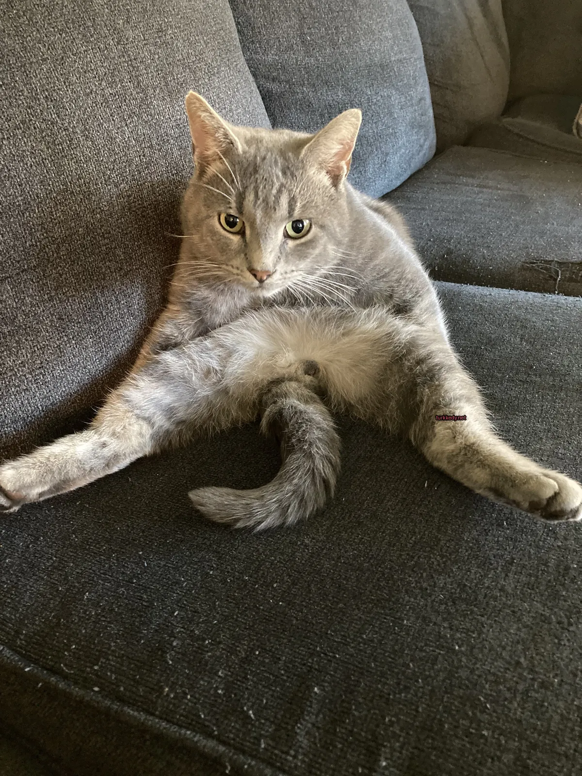 Gri bir kedi beyaz ayakları ve kuyruğu ile bir sofa üzerinde oturuyor.