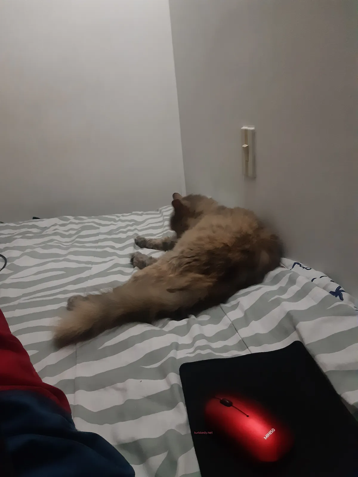 Gri ve beyaz bir kedi, damalı bir yatakta yatıyor.