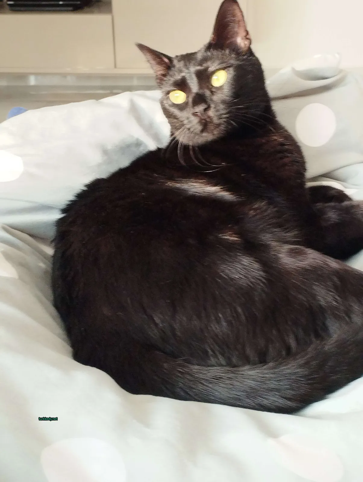 Siyah bir kedi sarı gözleriyle yatan bir yatakta yatıyor.