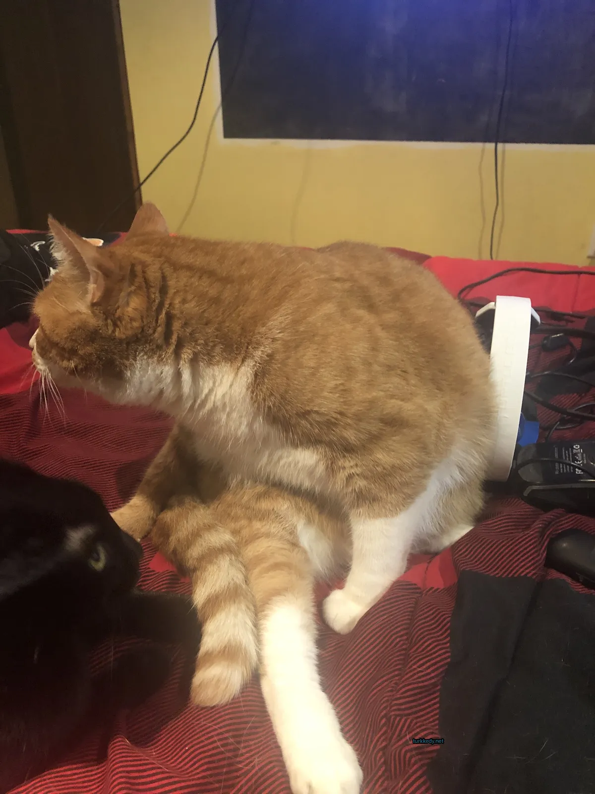 Beyaz ve turuncu bir kedi yatakta oturuyor.