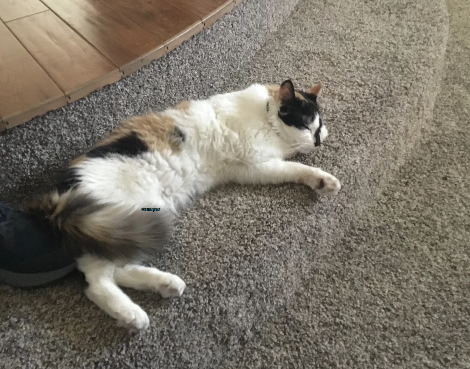 Bir kedi kumaşlı zeminde yatıyor.